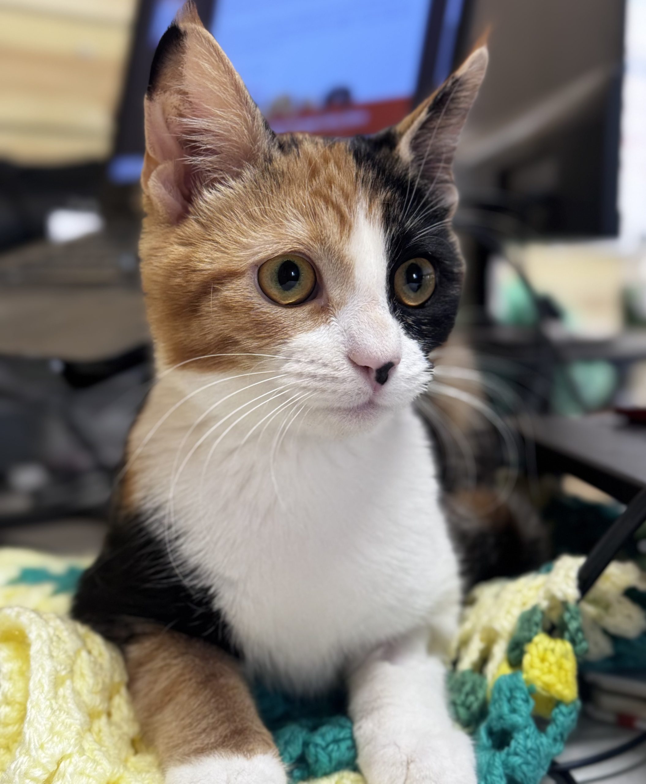 Wednesday- 6 Month Old Female- RESERVED