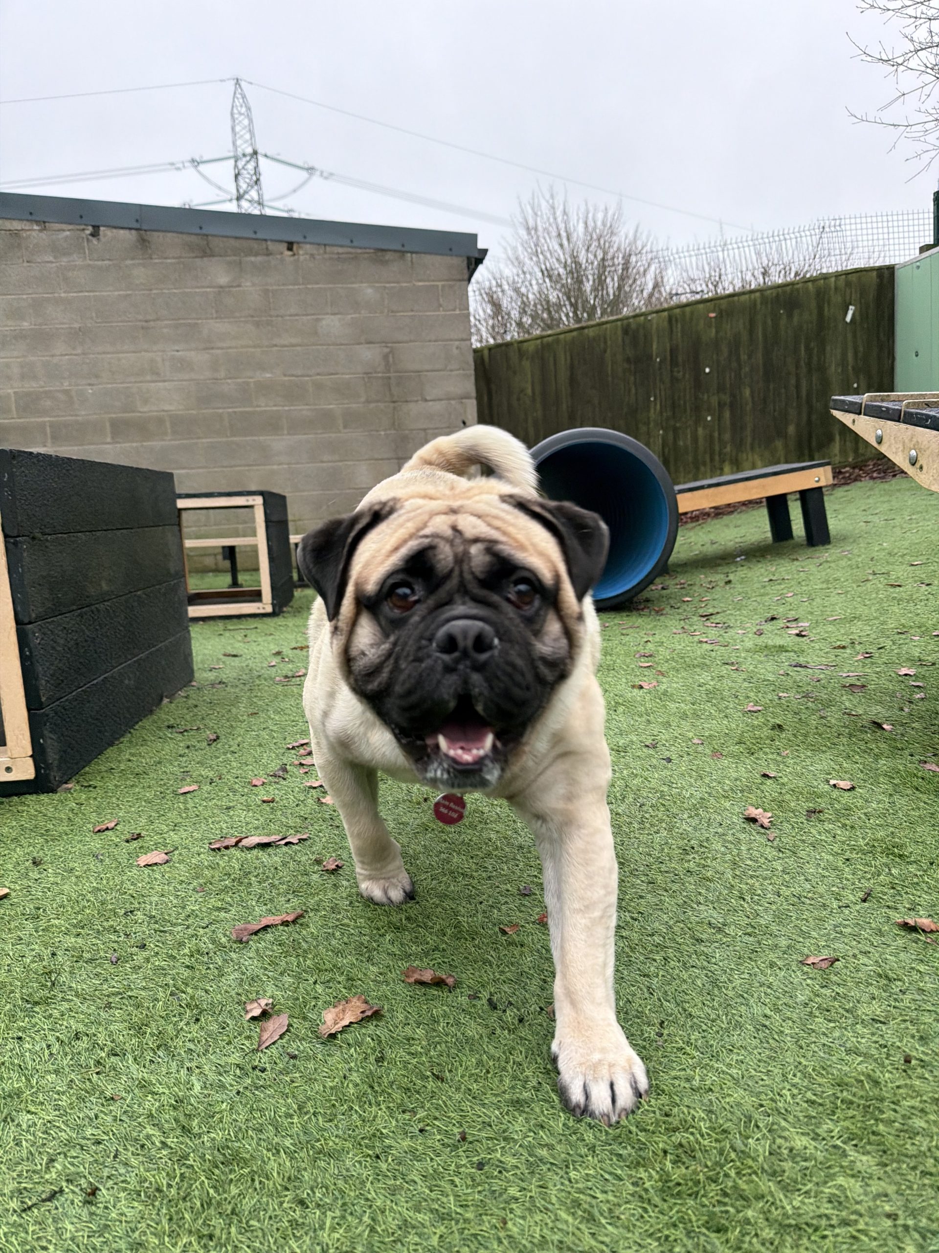 Ronald – 3 year old Male – AVAILABLE SOON