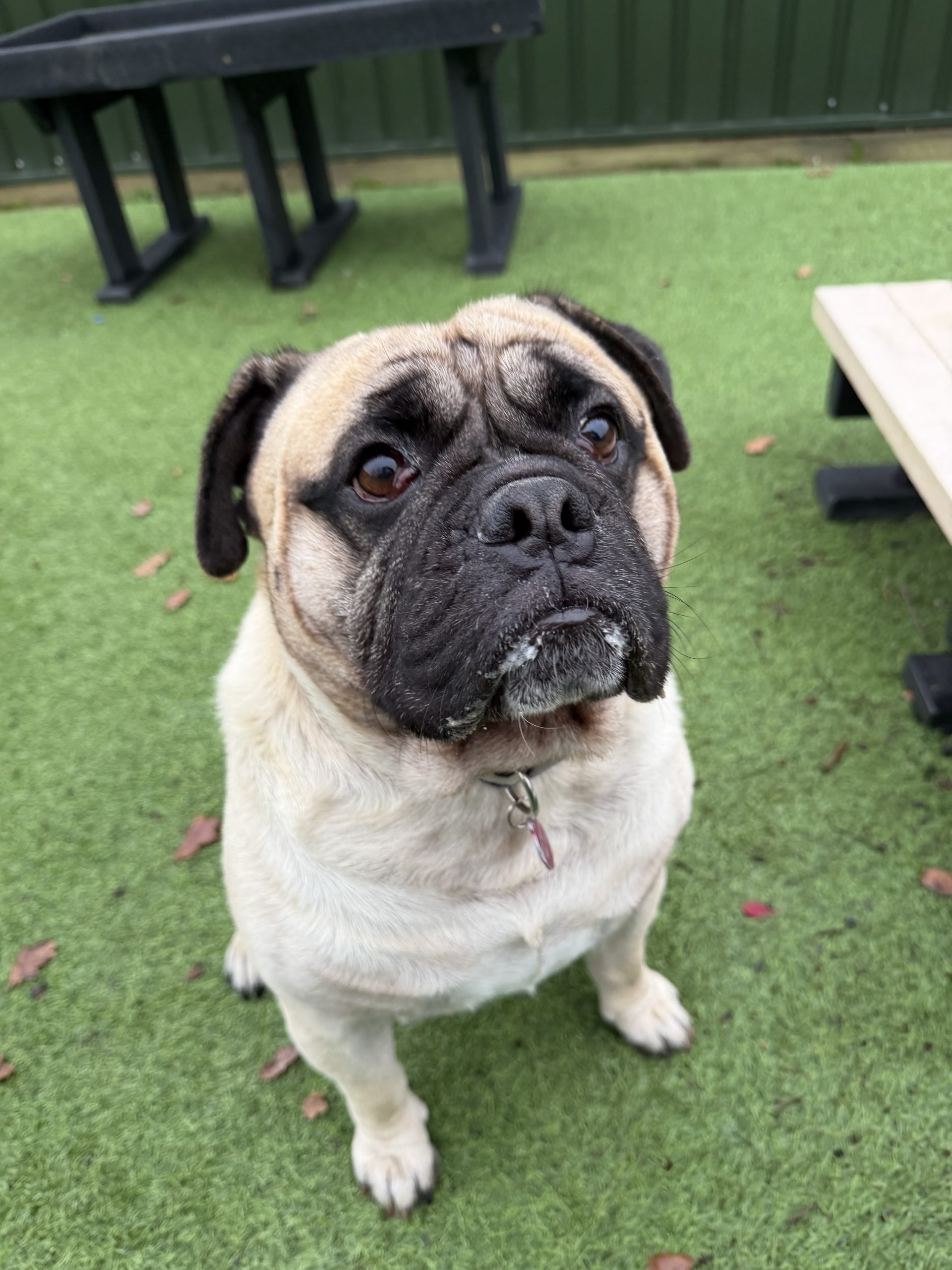 Ronald – 3 year old Male – AVAILABLE SOON