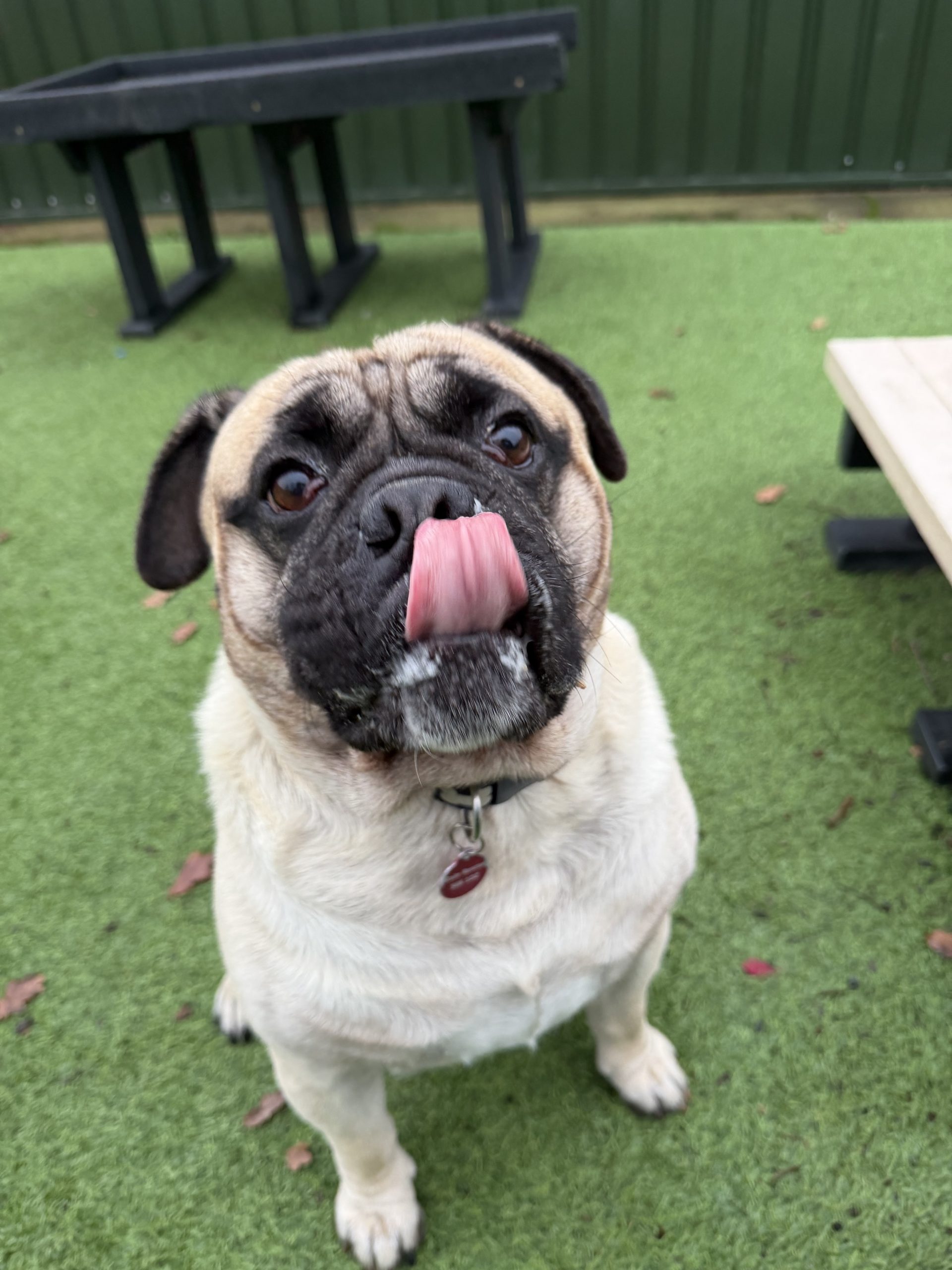 Ronald – 3 year old Male – AVAILABLE SOON