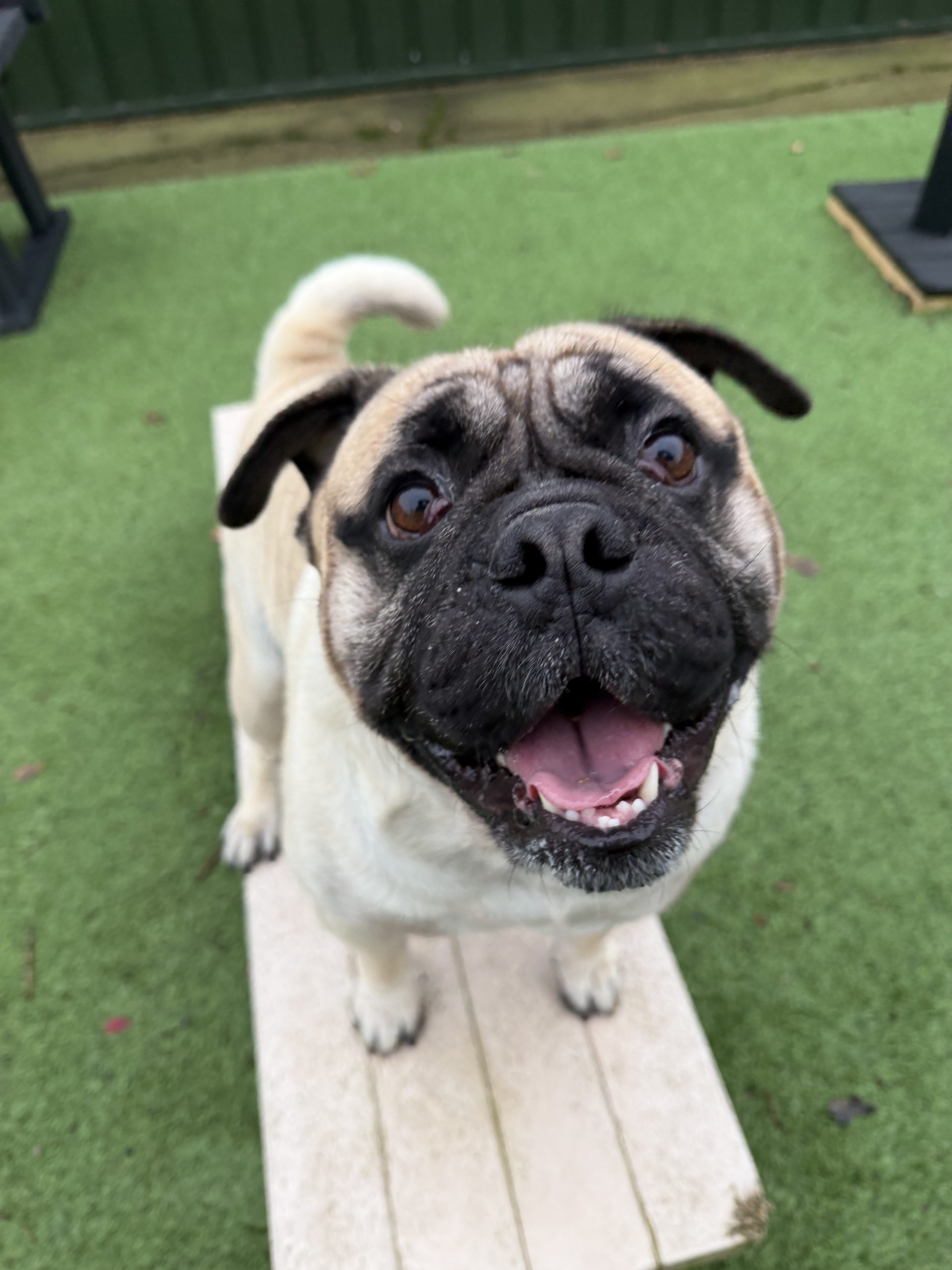 Ronald – 3 year old Male – AVAILABLE SOON