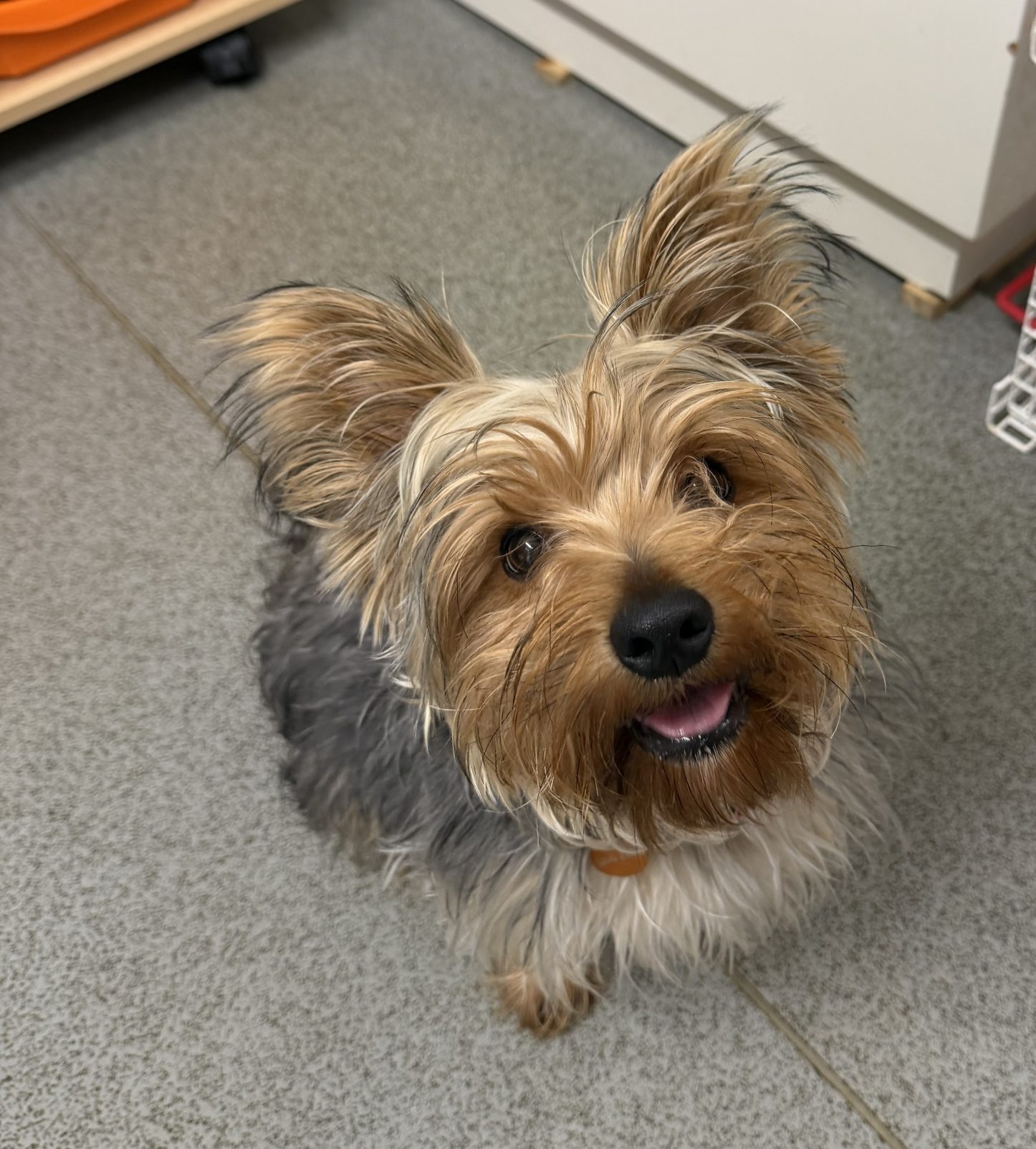 Pudding – 9 month old Male – MEETING BOOKED