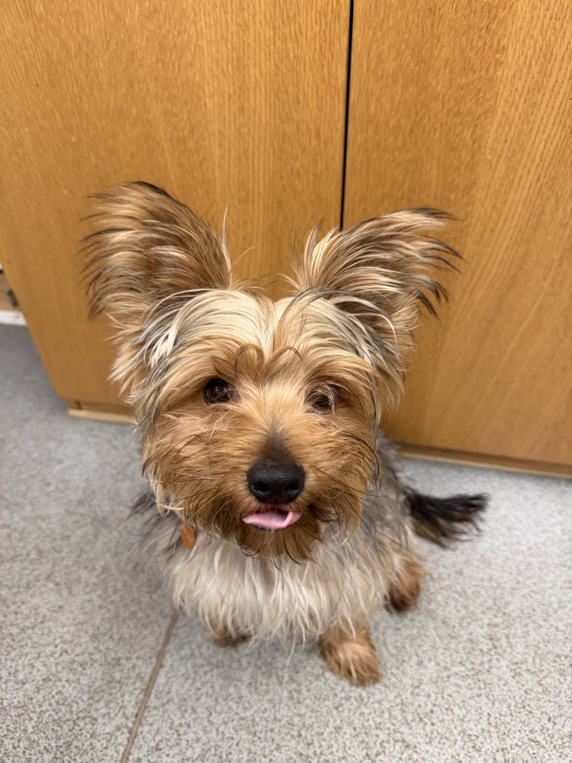 Pudding – 9 month old Male – MEETING BOOKED