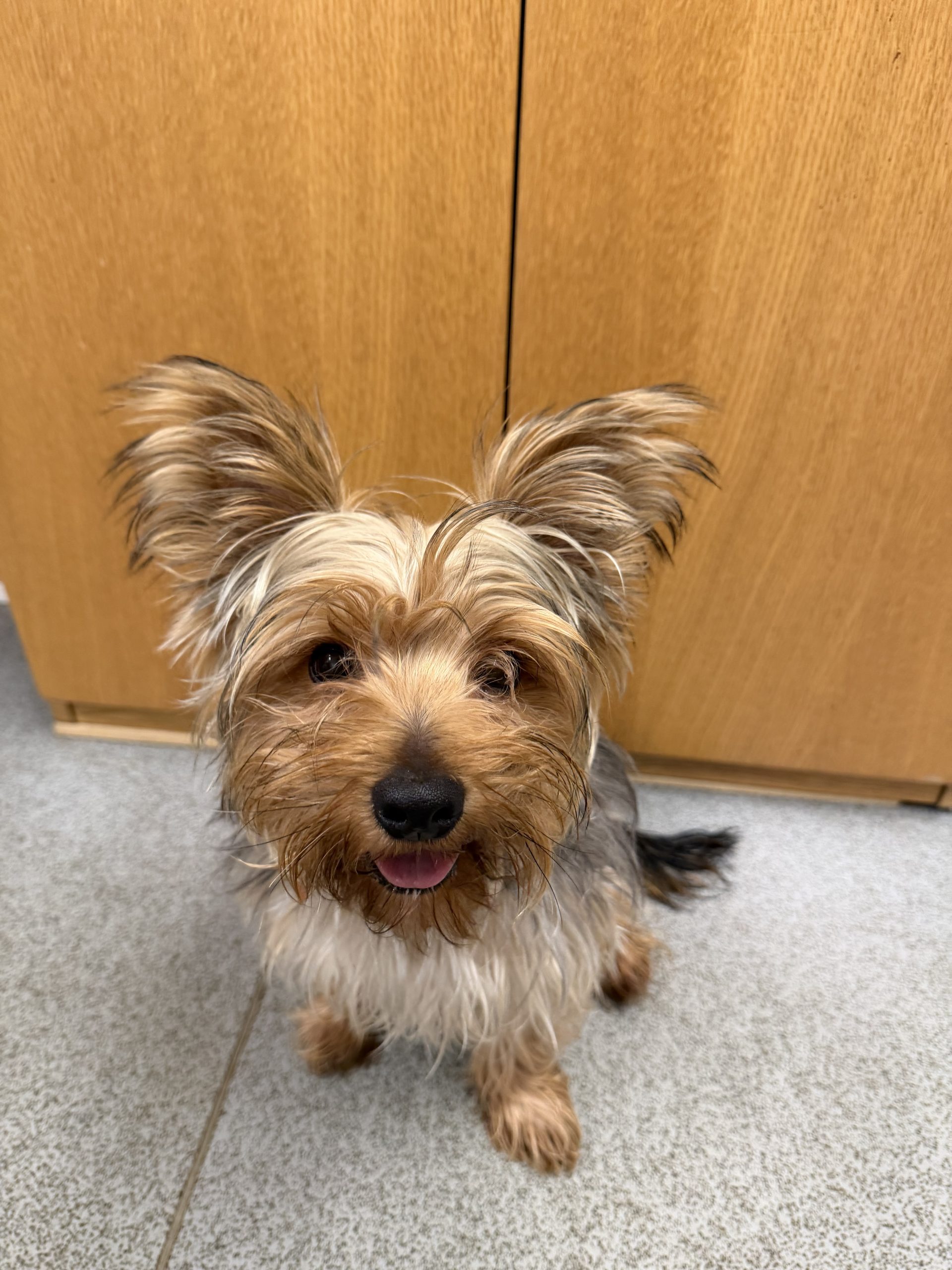 Pudding – 9 month old Male – MEETING BOOKED