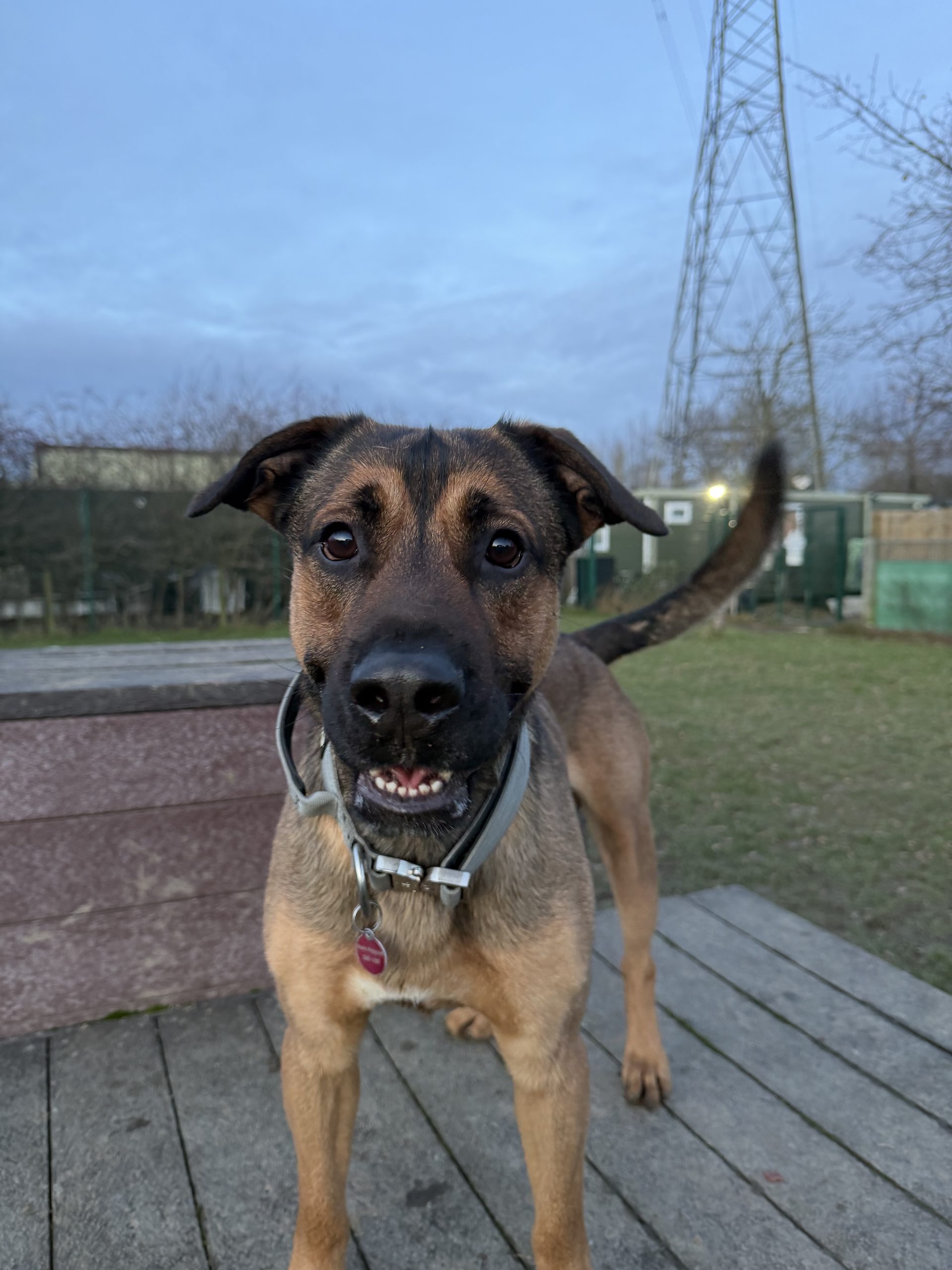 Bear – 1 year old Male – RESERVED