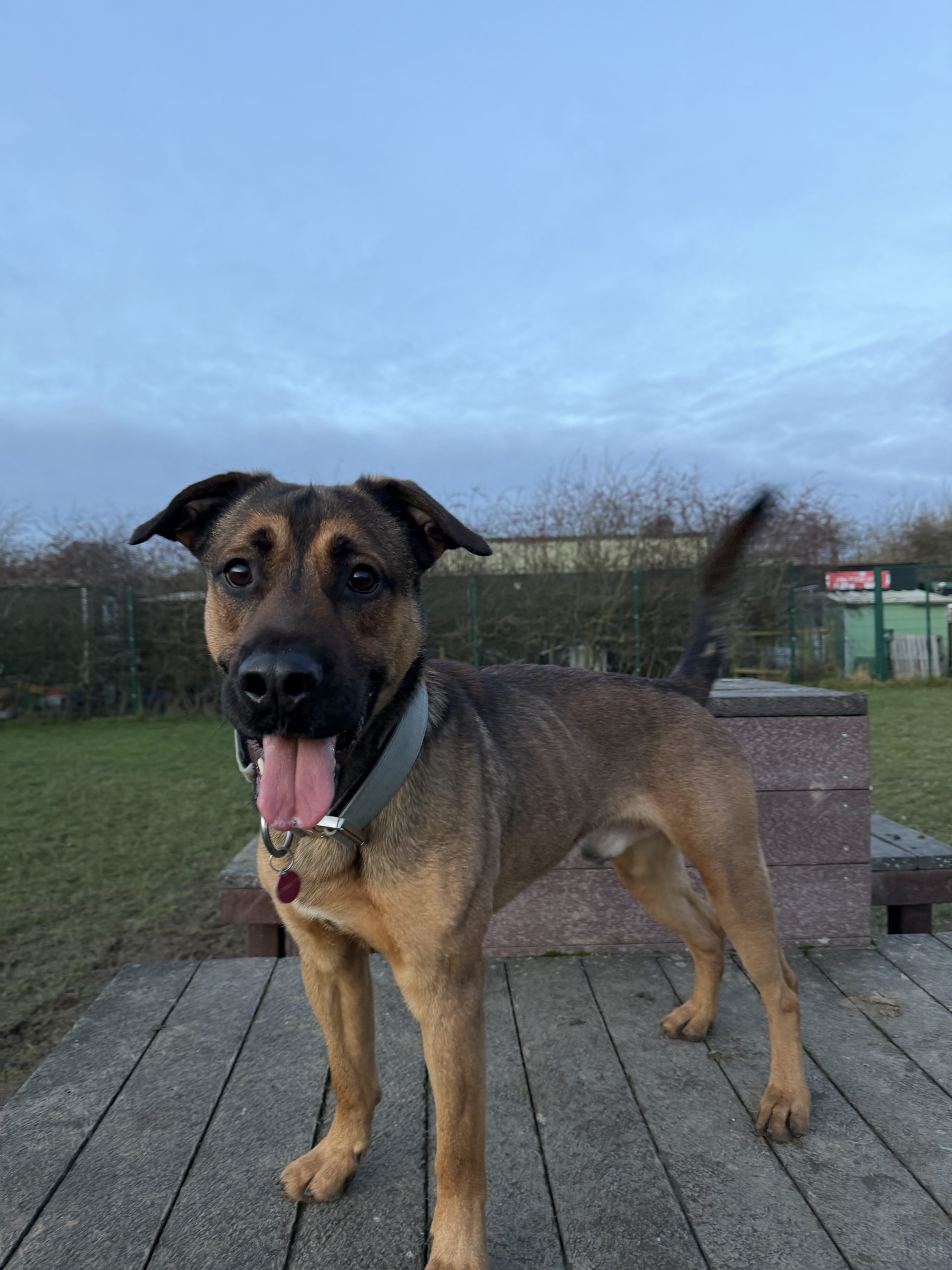 Bear – 1 year old Male – RESERVED