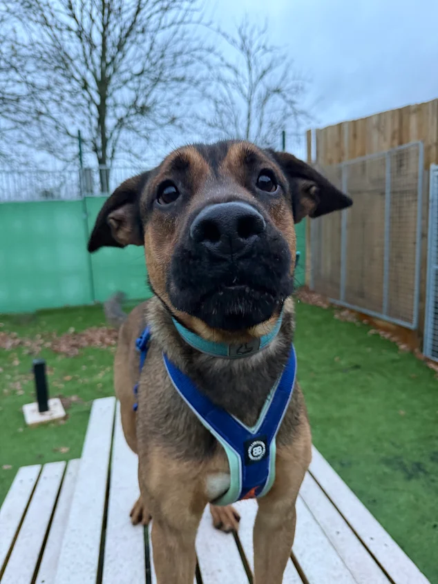 Bear – 1 year old Male – RESERVED