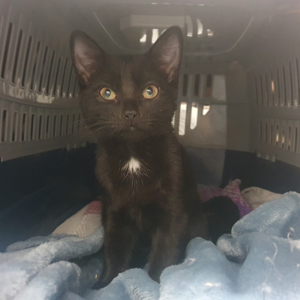 Cream- 18 Week Old Female RESERVED