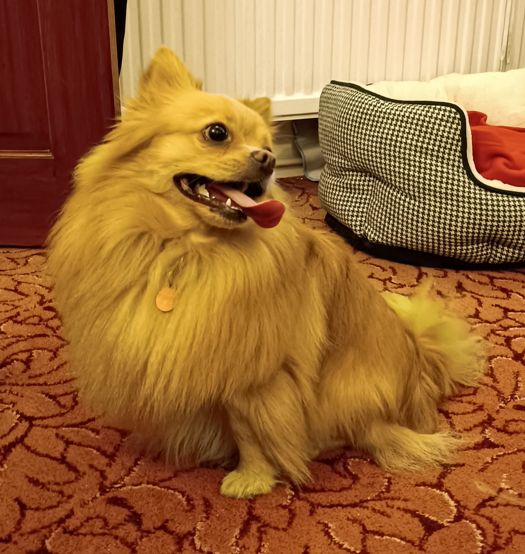Pompom – 1 year old Male – MEETING BOOKED