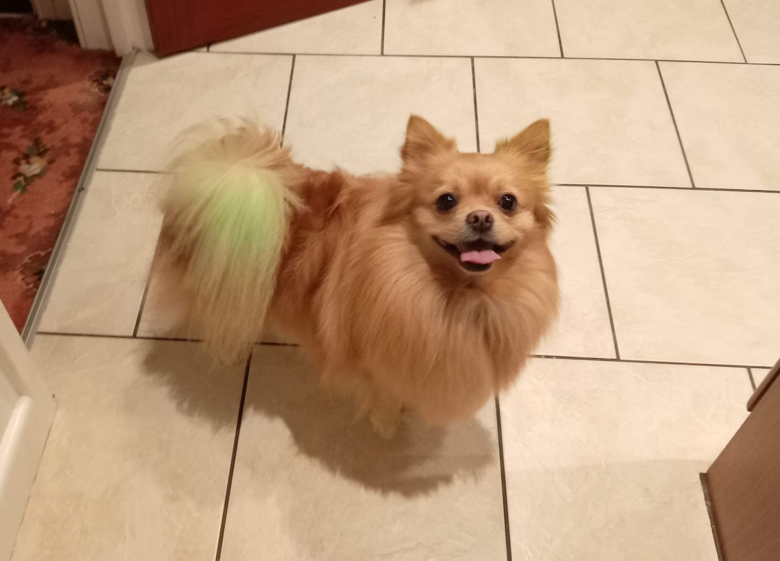 Pompom – 1 year old Male – MEETING BOOKED