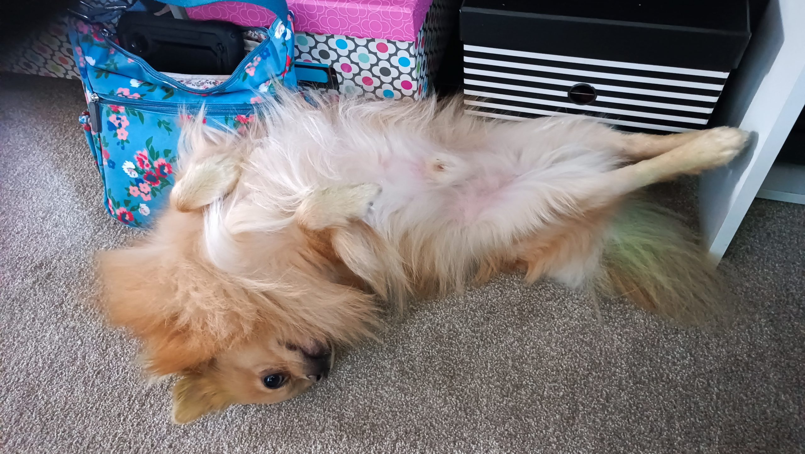 Pompom – 1 year old Male – MEETING BOOKED