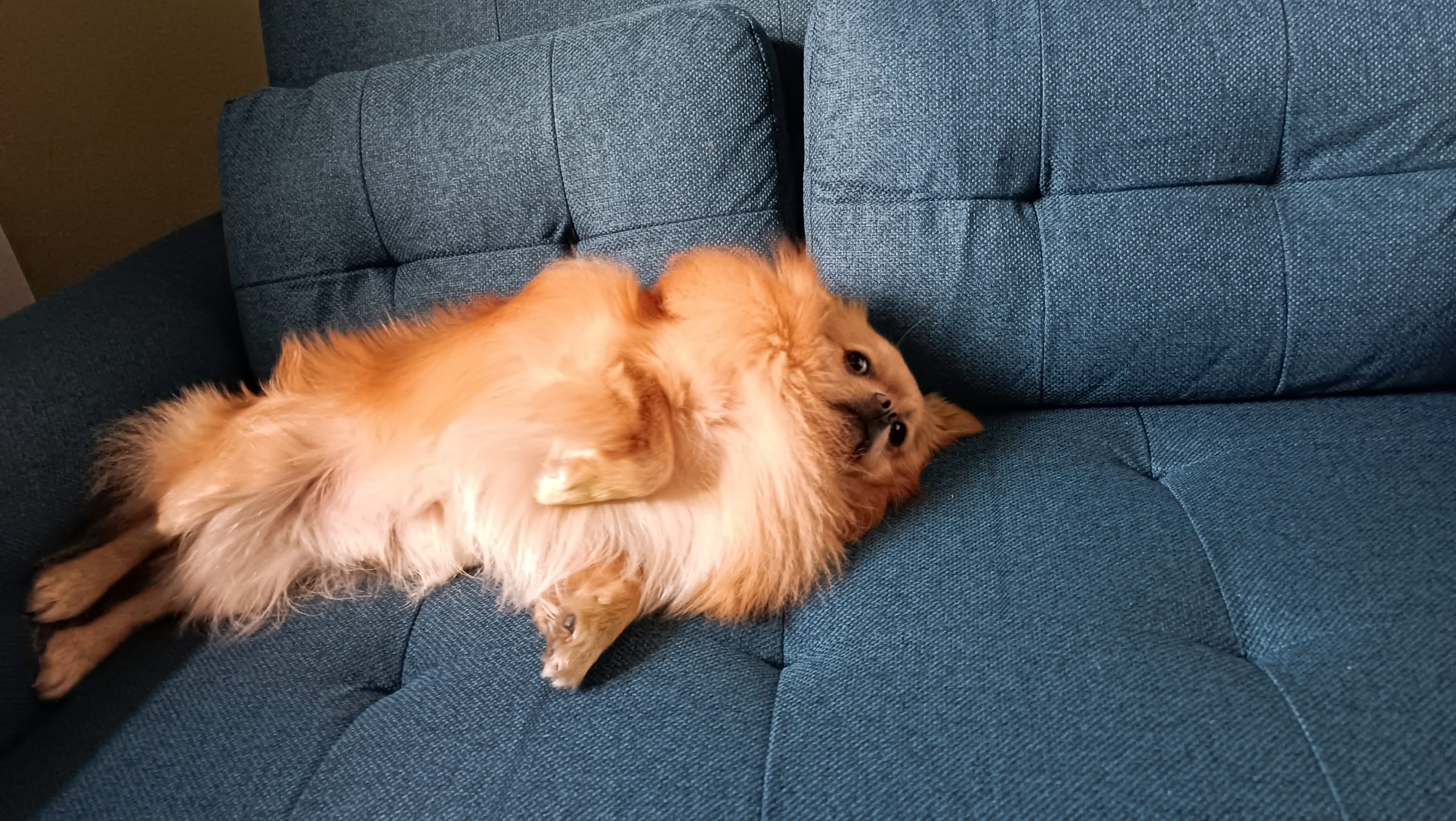 Pompom – 1 year old Male – MEETING BOOKED