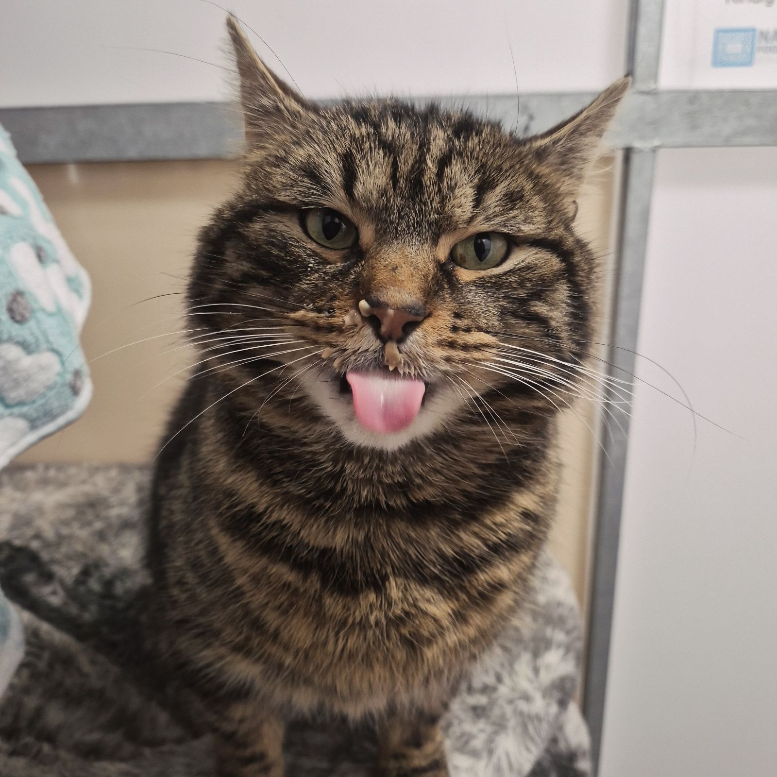 Coco- 4 Year Old Male