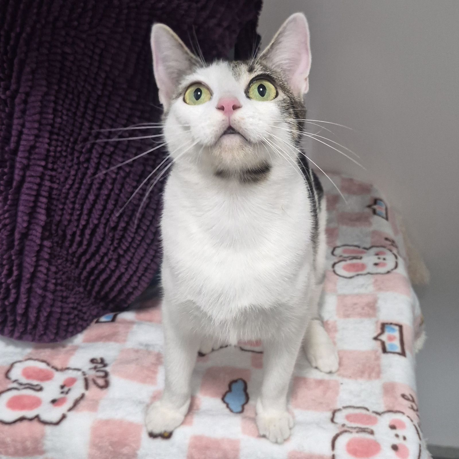 Lily- 2 Year Old Female – RESERVED