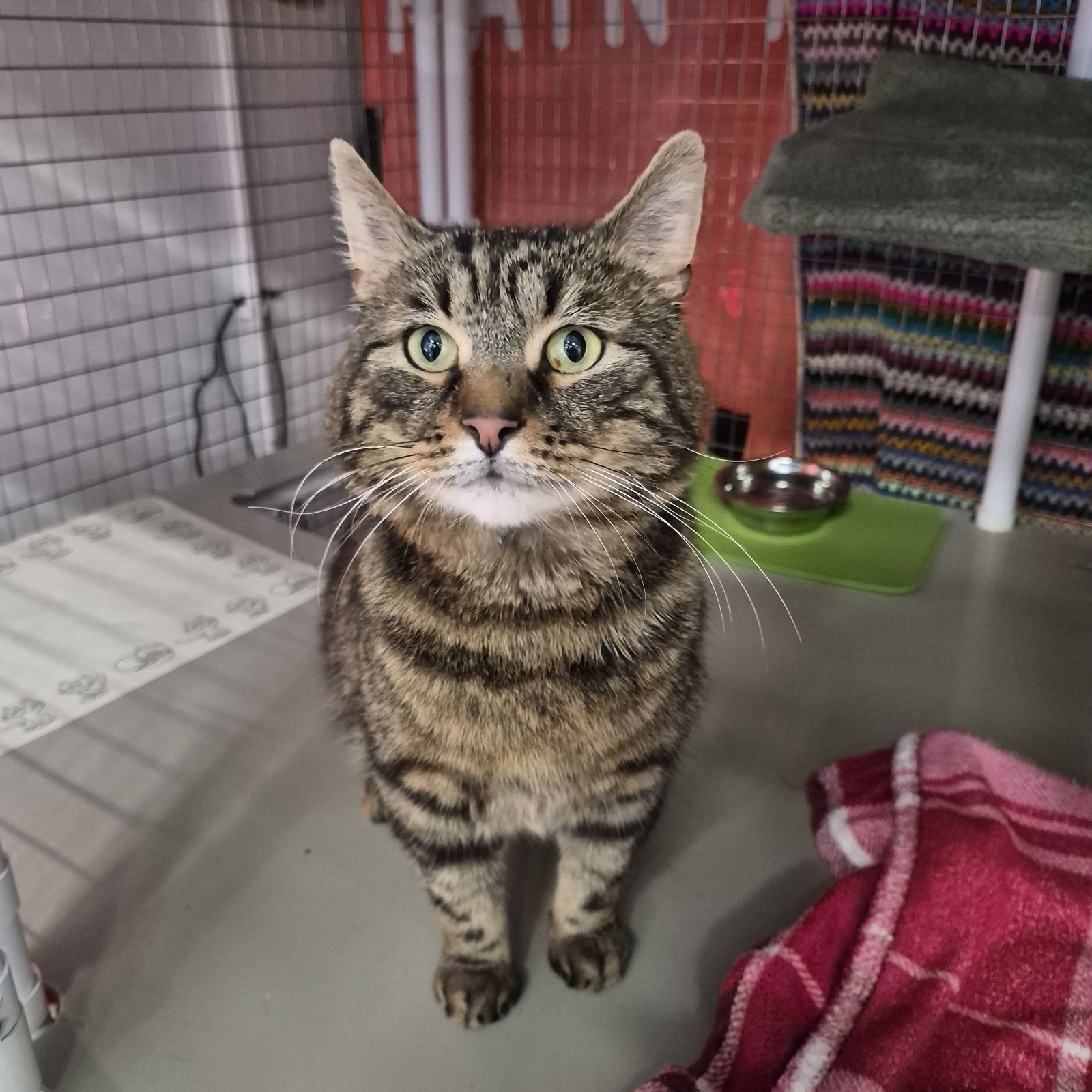 Coco- 4 Year Old Male