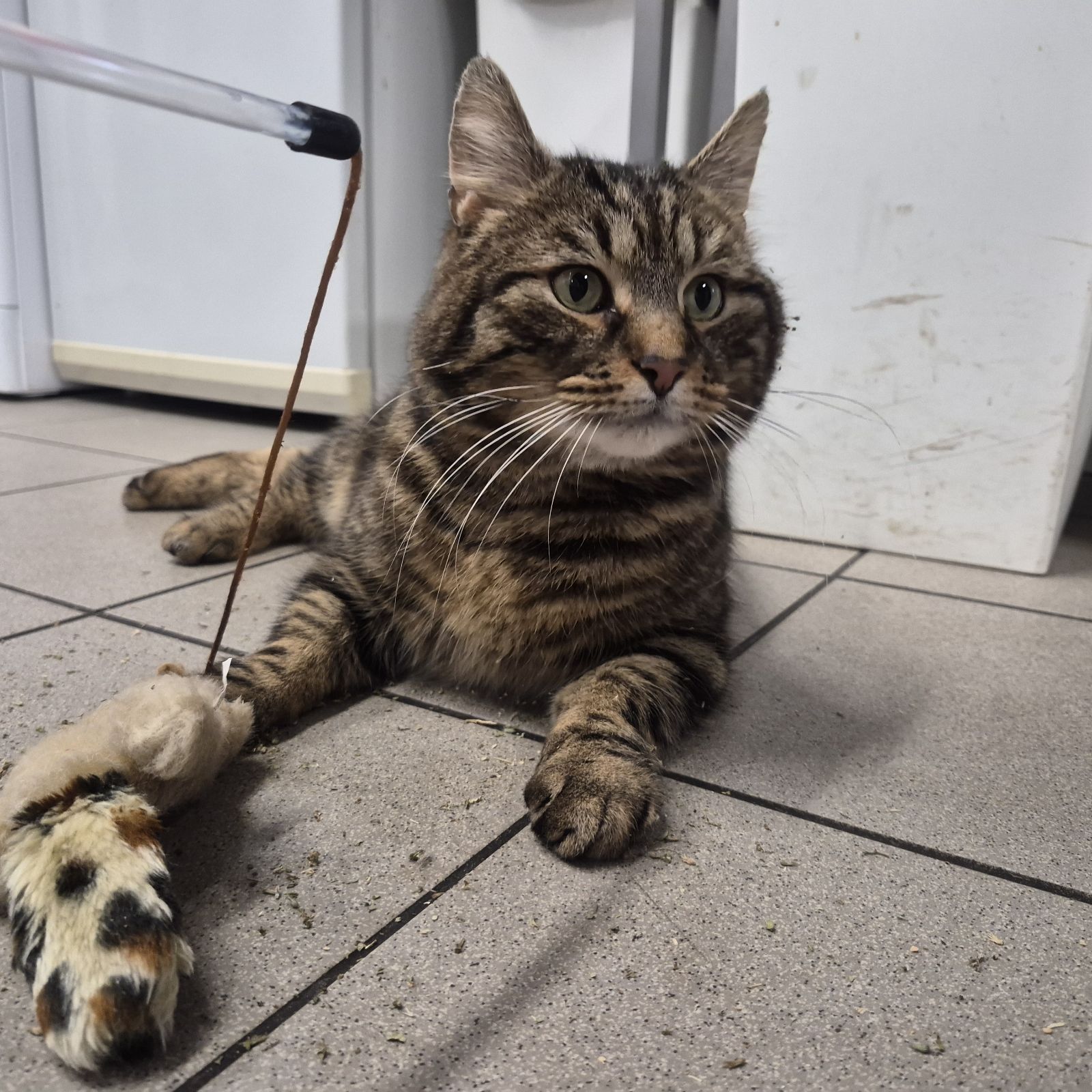 Coco- 4 Year Old Male