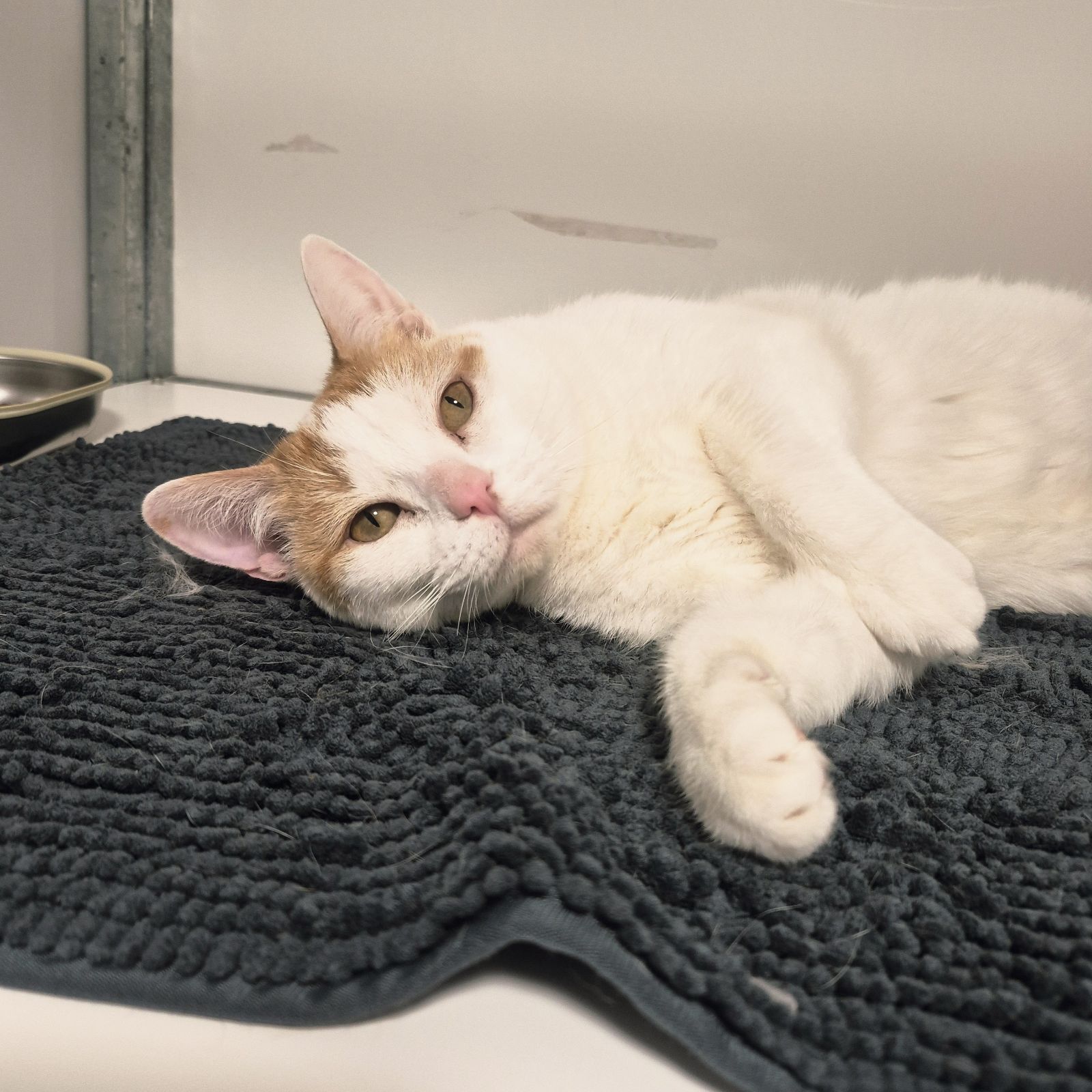 Layla- 2 Year Old Female – Spotlight Animal- RESERVED