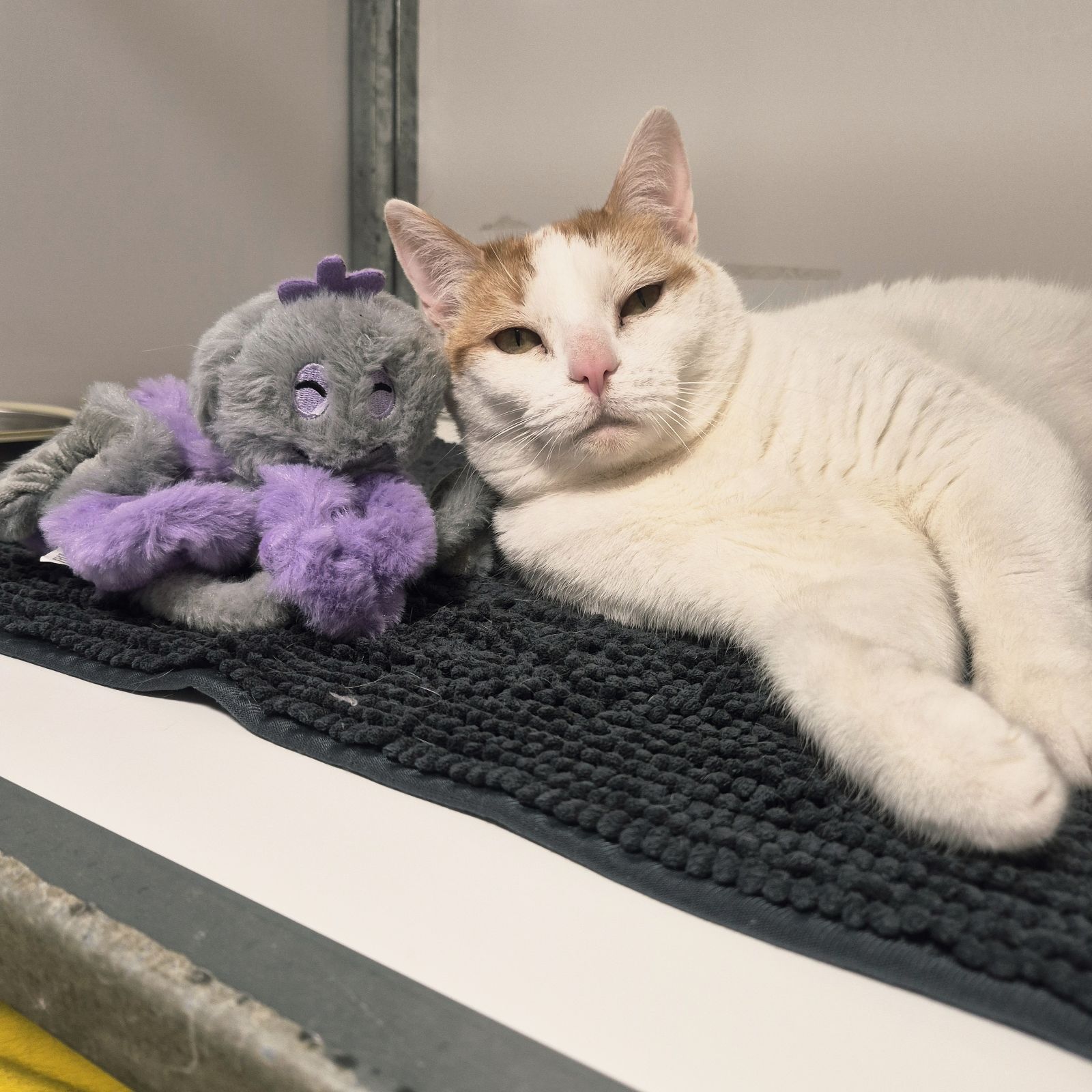 Layla- 2 Year Old Female – Spotlight Animal- RESERVED