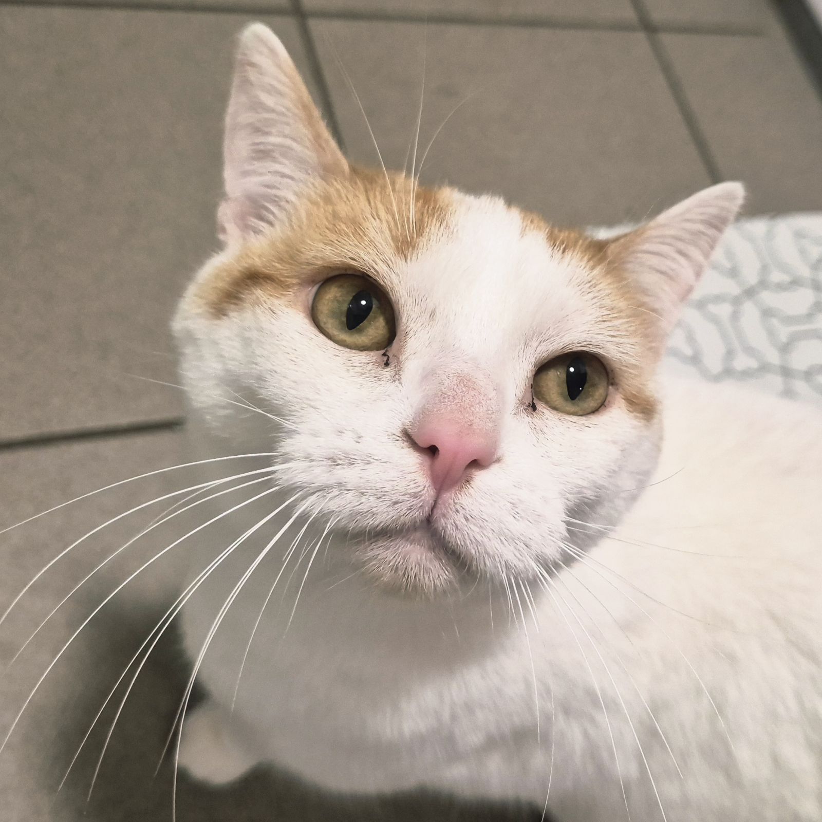 Layla- 2 Year Old Female – Spotlight Animal- RESERVED