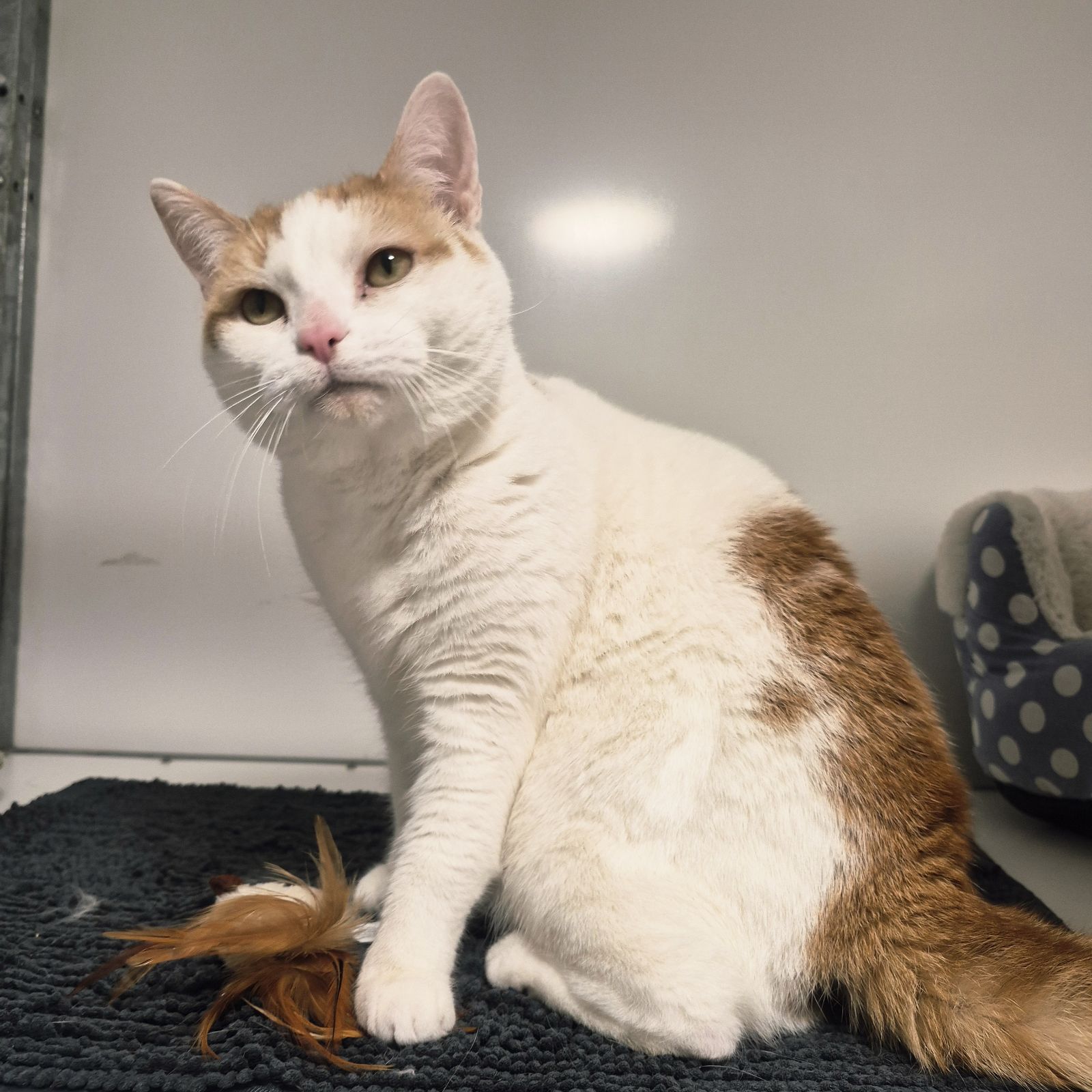 Layla- 2 Year Old Female – Spotlight Animal- RESERVED