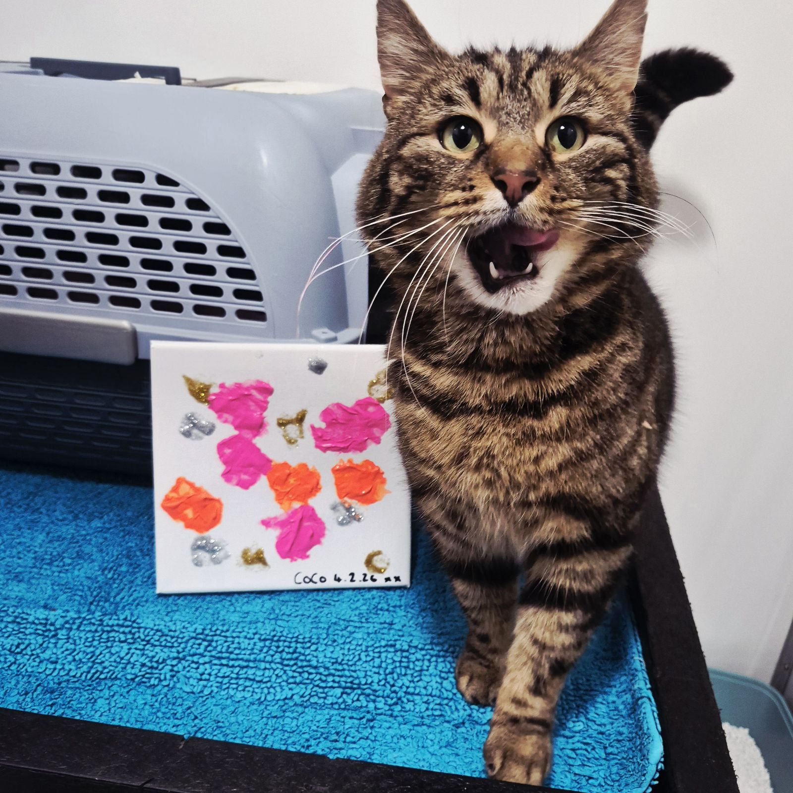 Coco- 4 Year Old Male