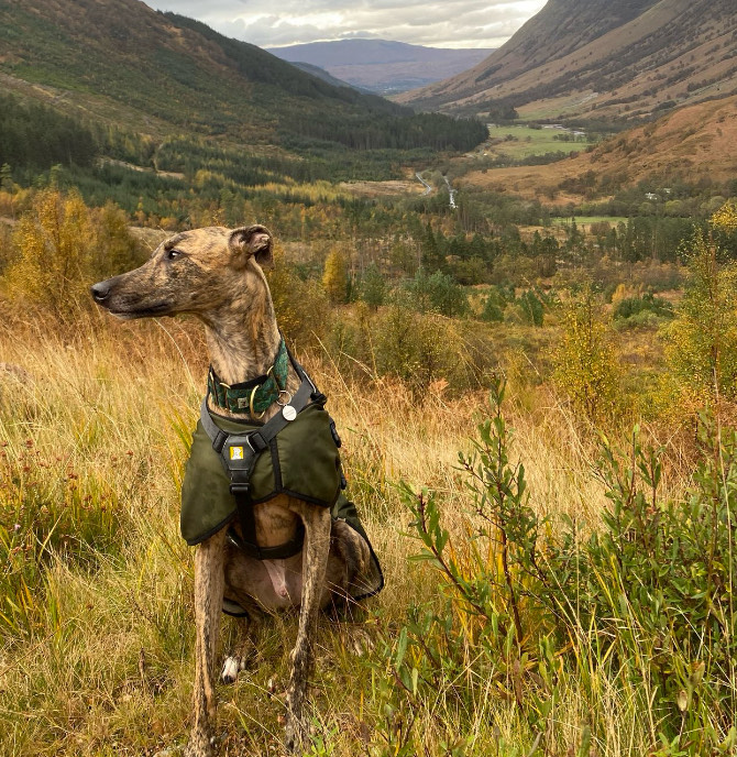 Ziggy – 5 year old Male