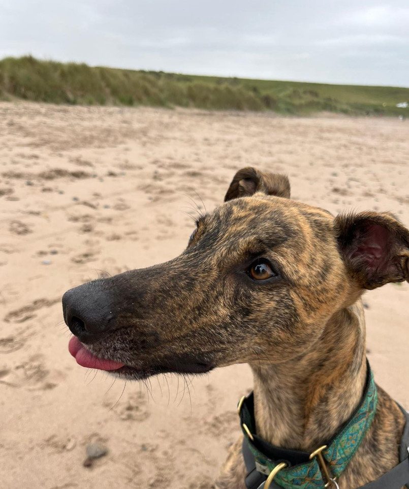 Ziggy – 5 year old Male