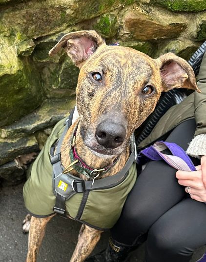 Ziggy – 5 year old Male