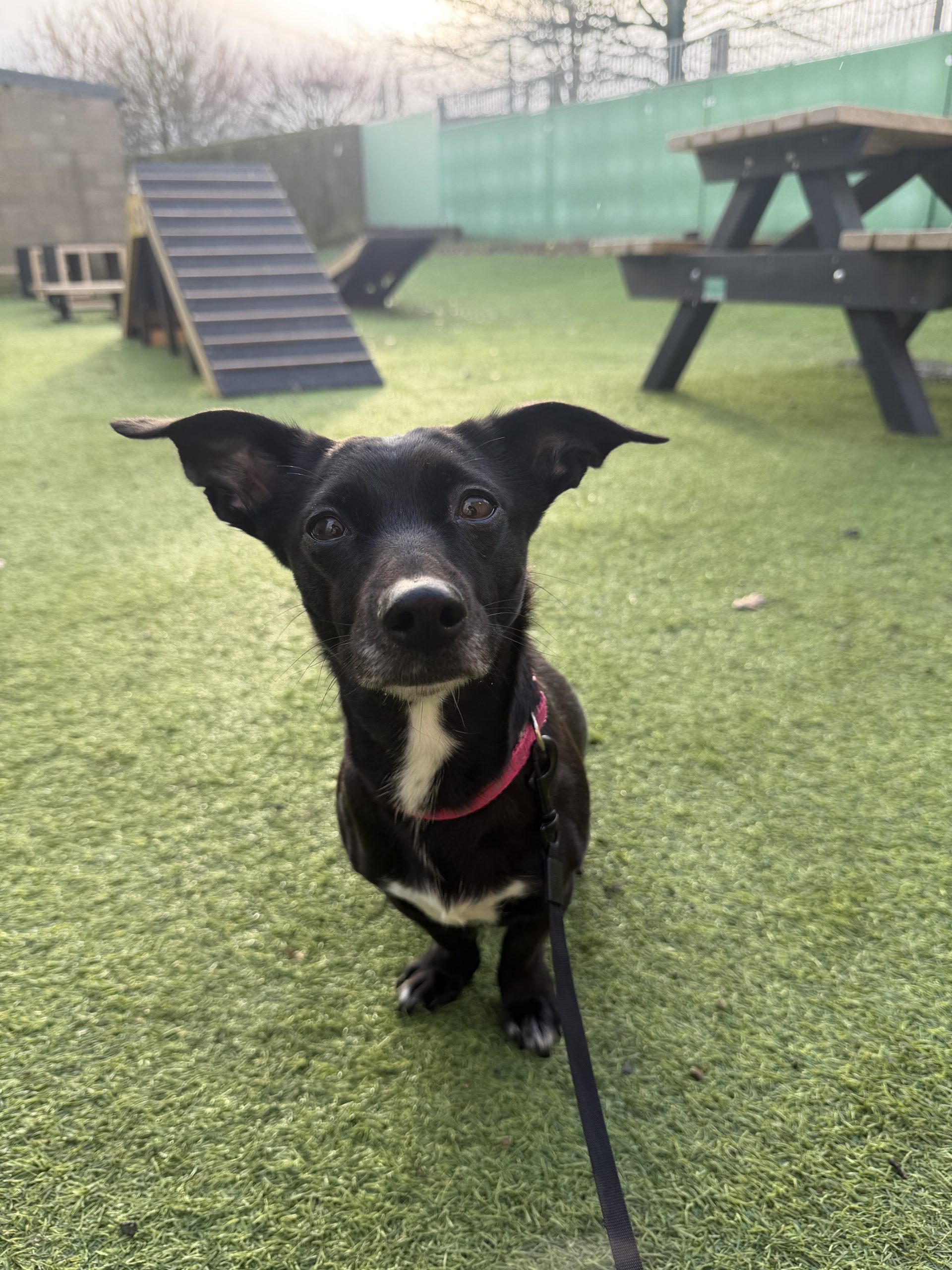 Willow – 4 year old Female – MEETING BOOKED