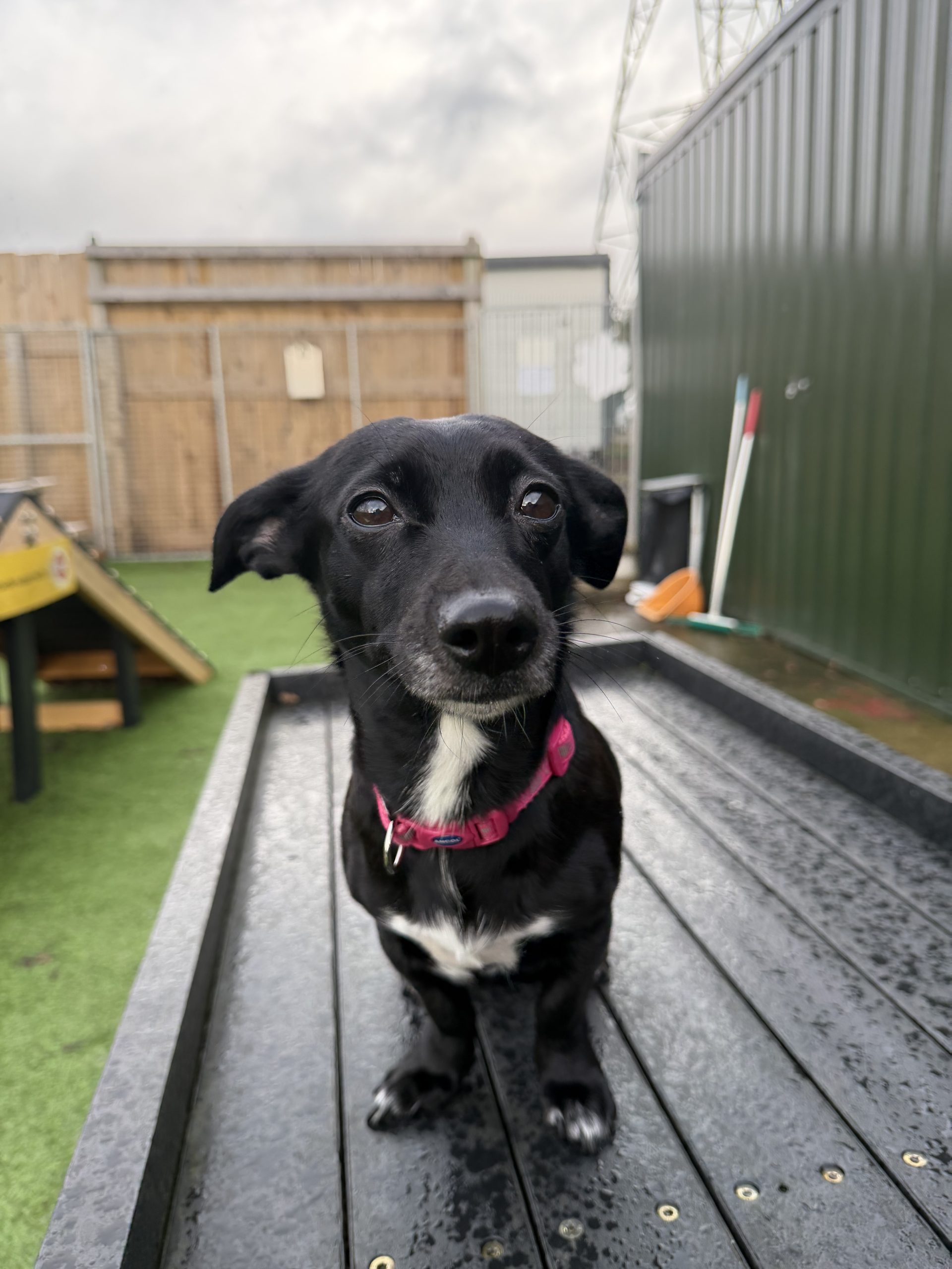 Willow – 4 year old Female – MEETING BOOKED