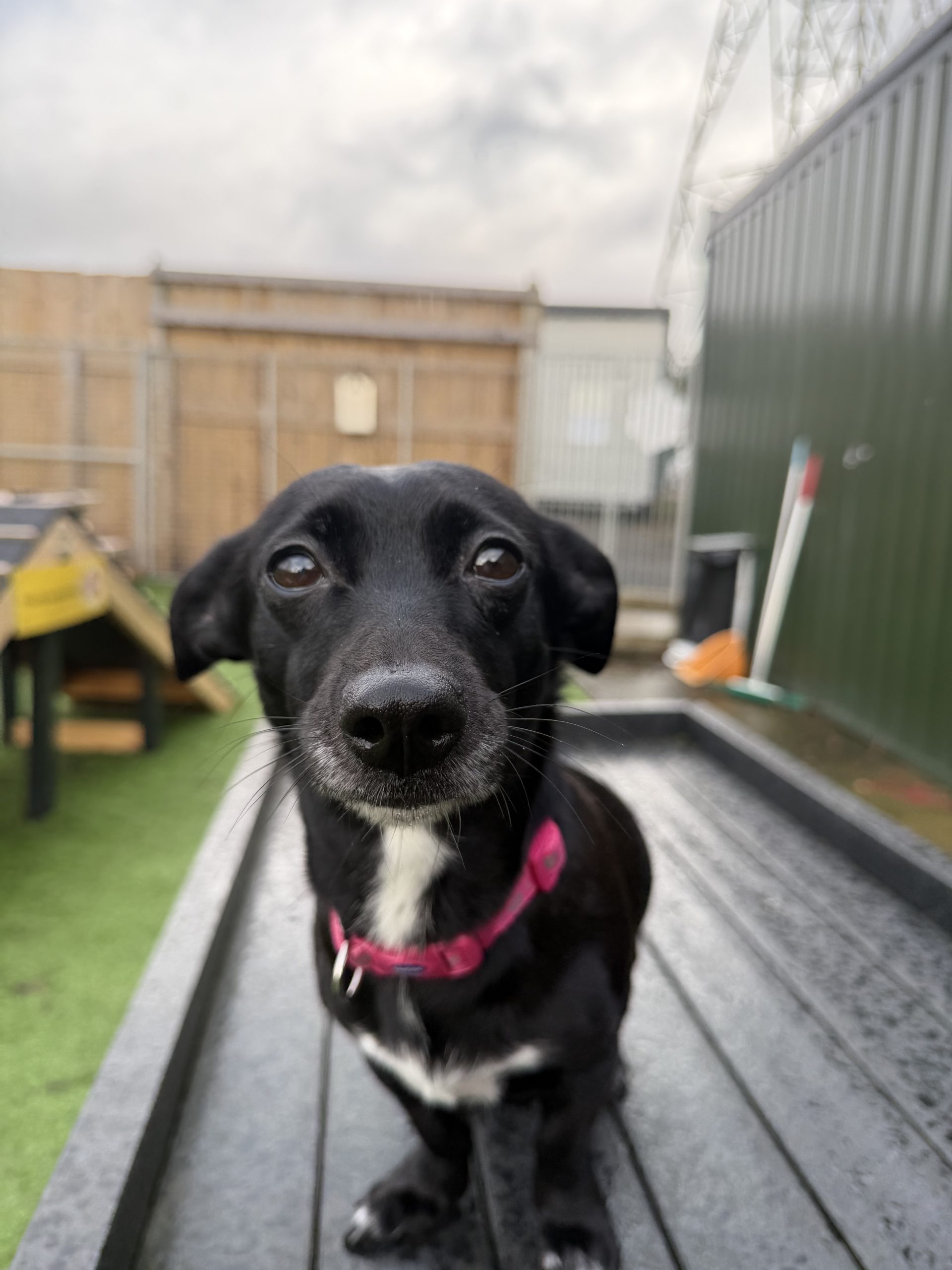 Willow – 4 year old Female – MEETING BOOKED