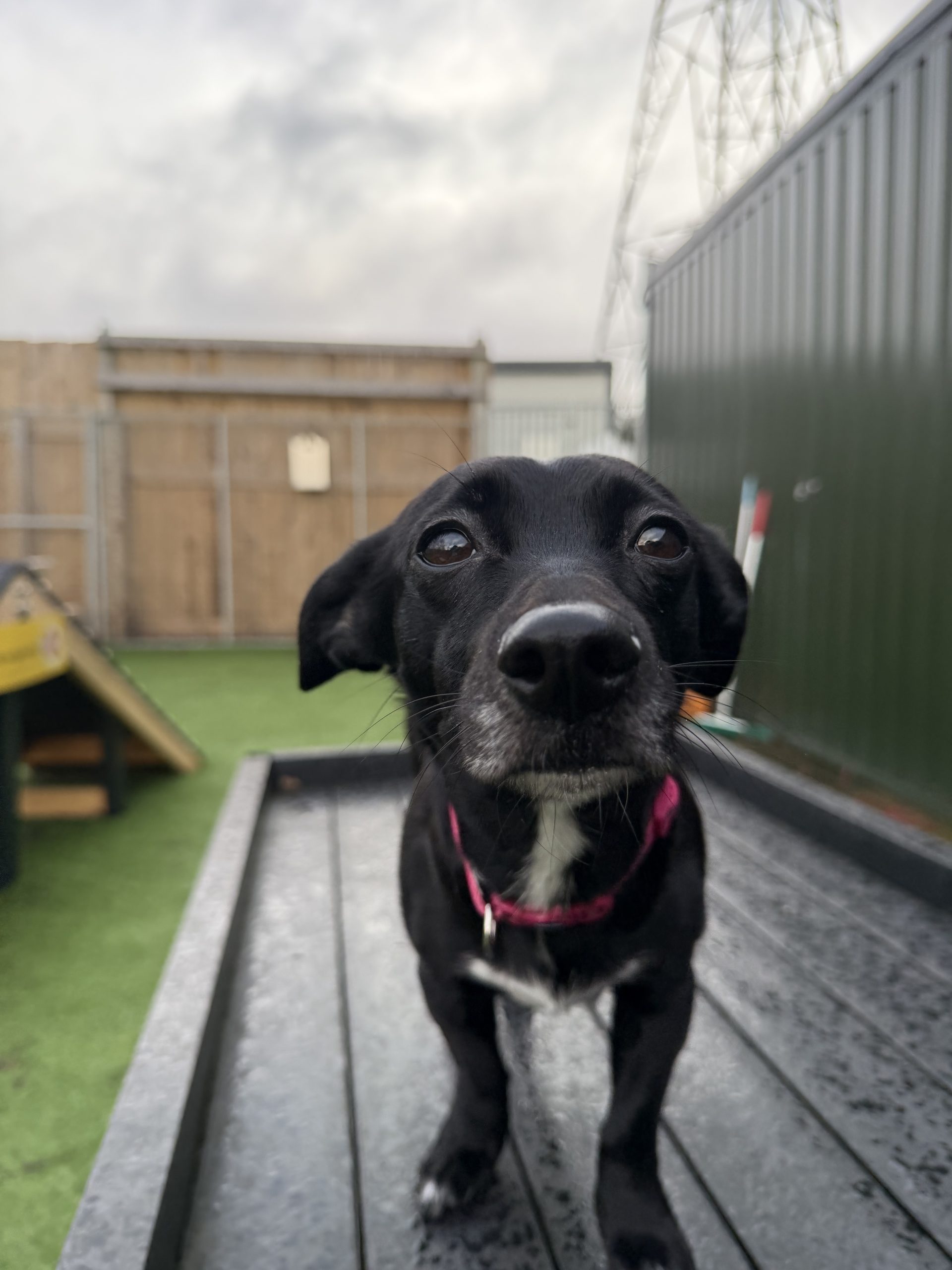 Willow – 4 year old Female – MEETING BOOKED