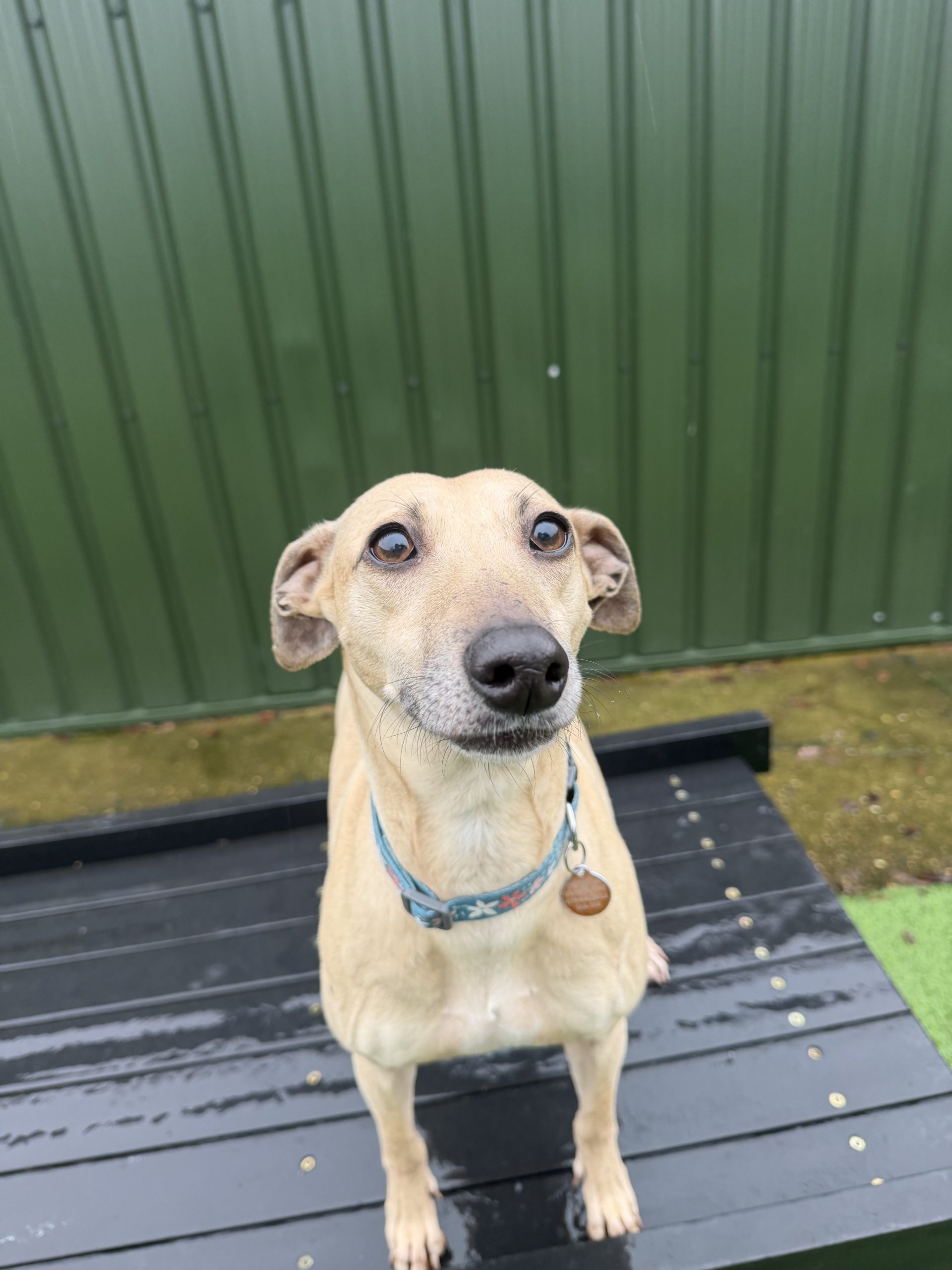 Pip – 4 year old Female