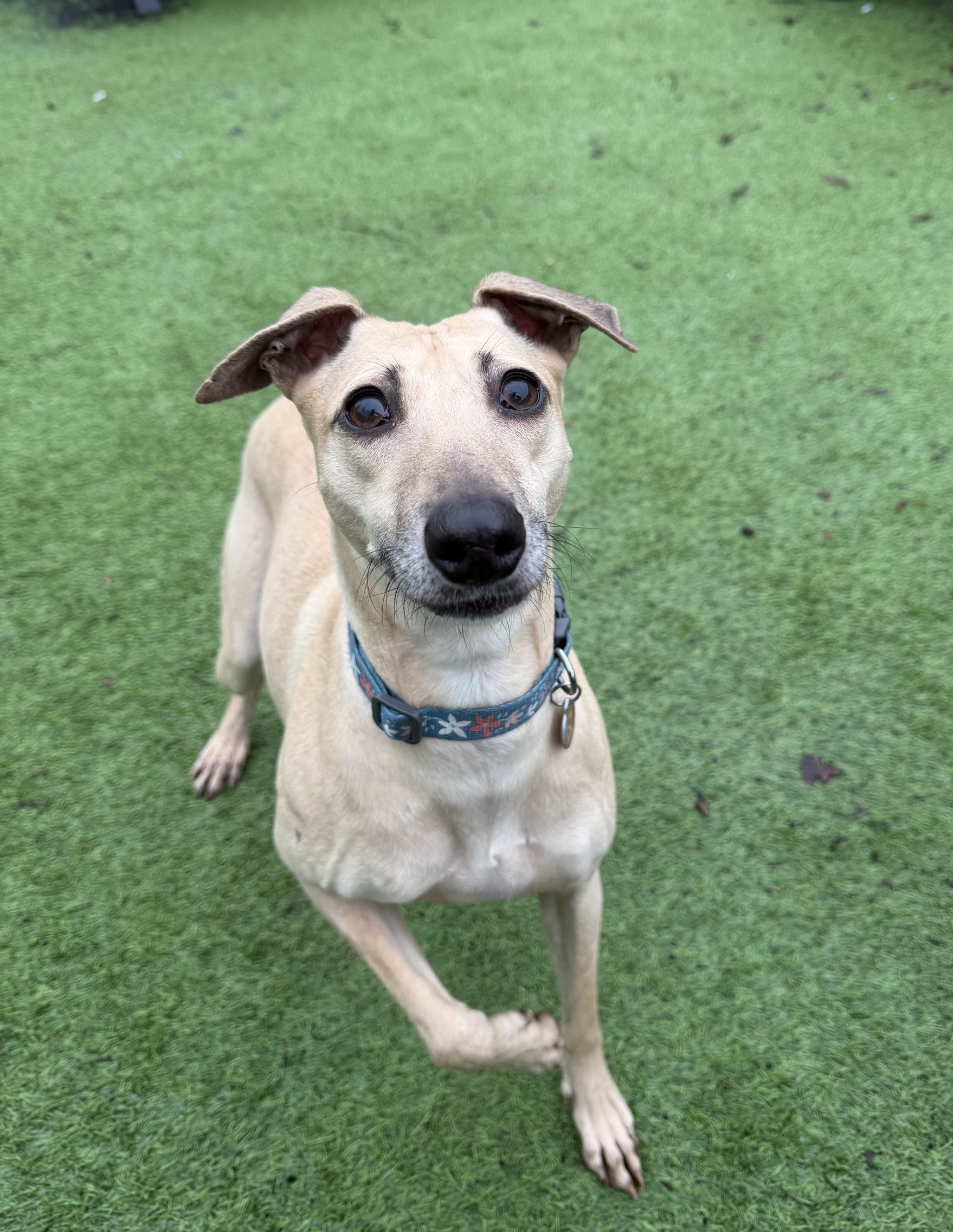 Pip – 4 year old Female