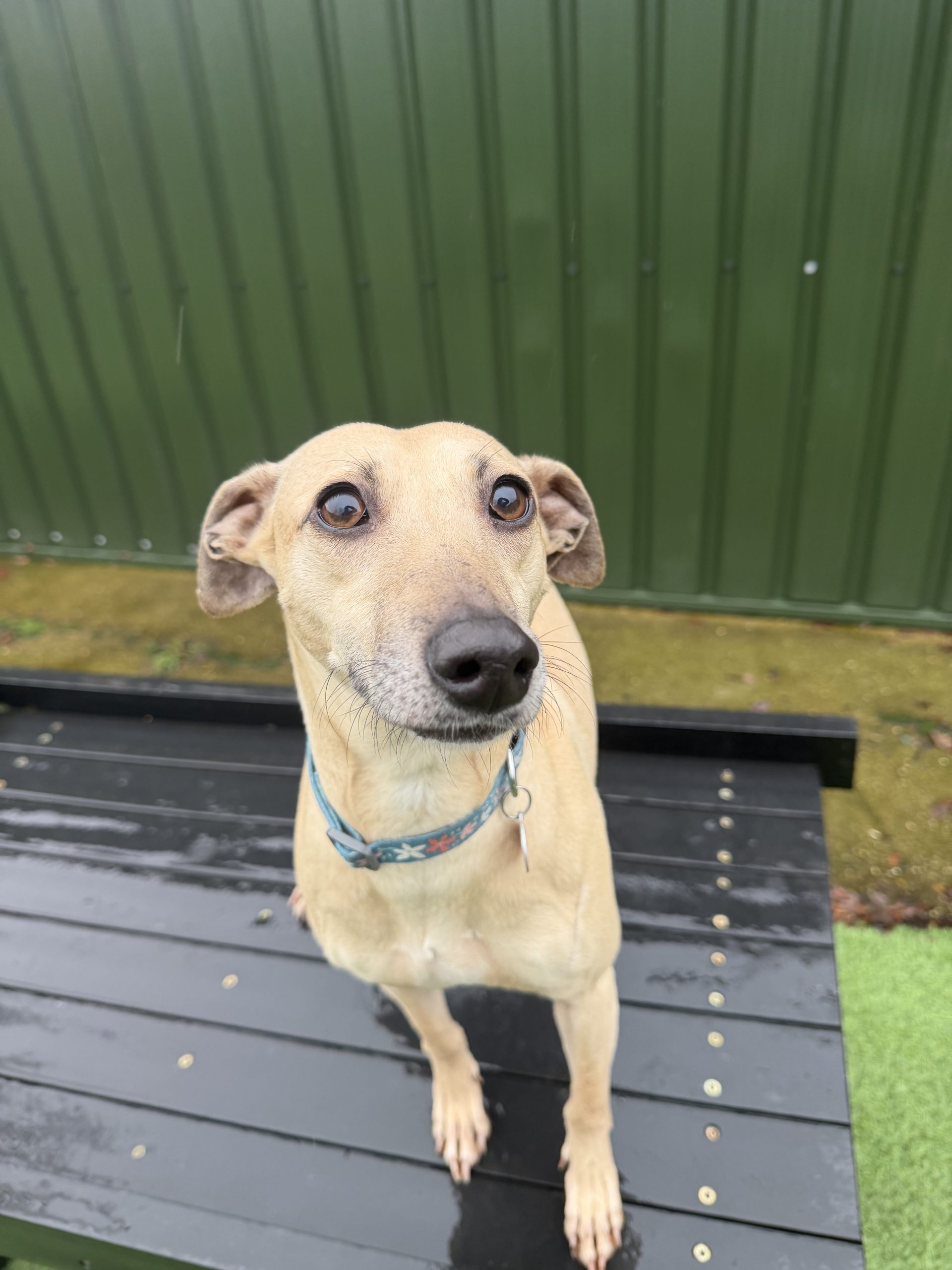 Pip – 4 year old Female