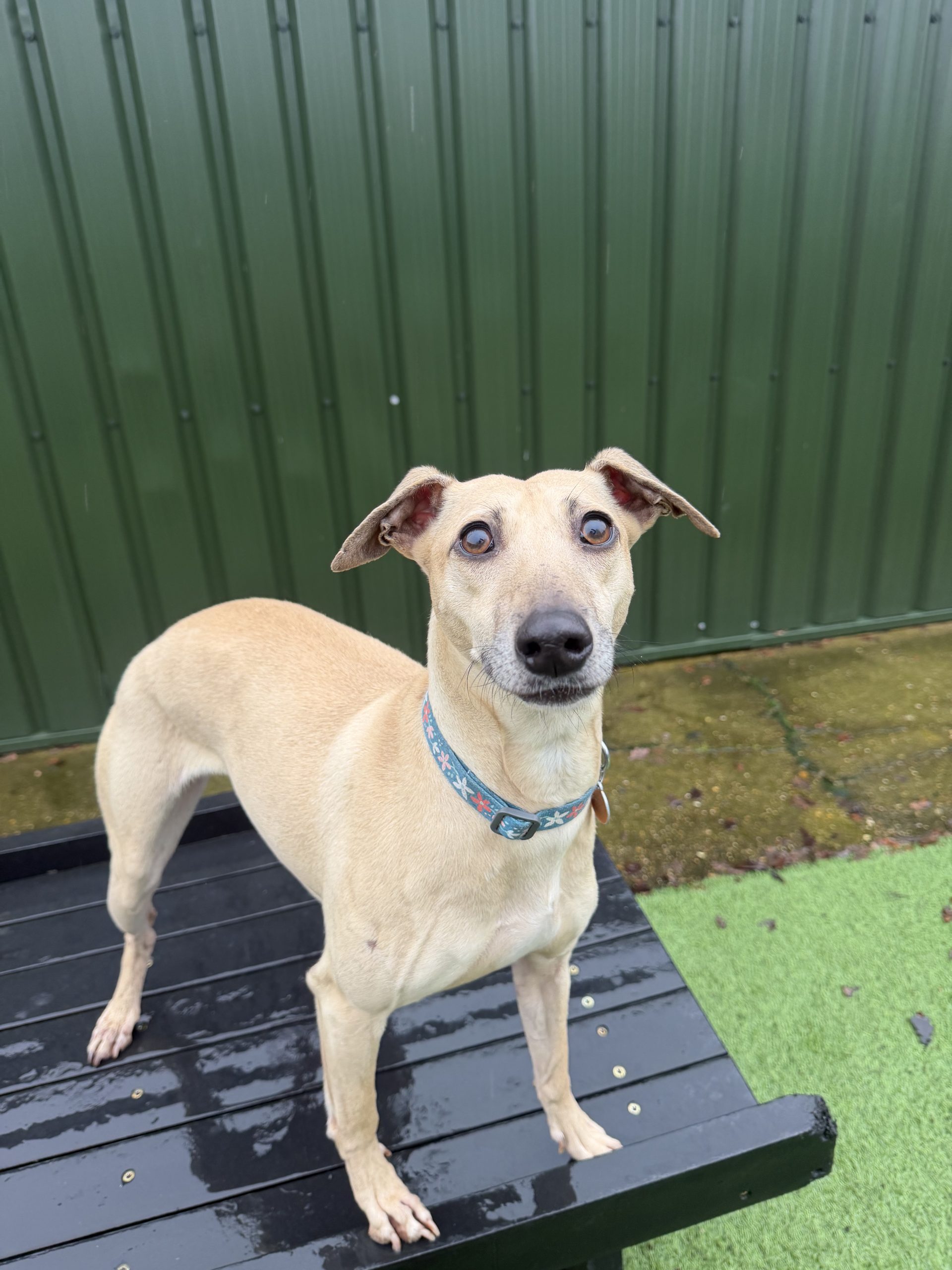 Pip – 4 year old Female