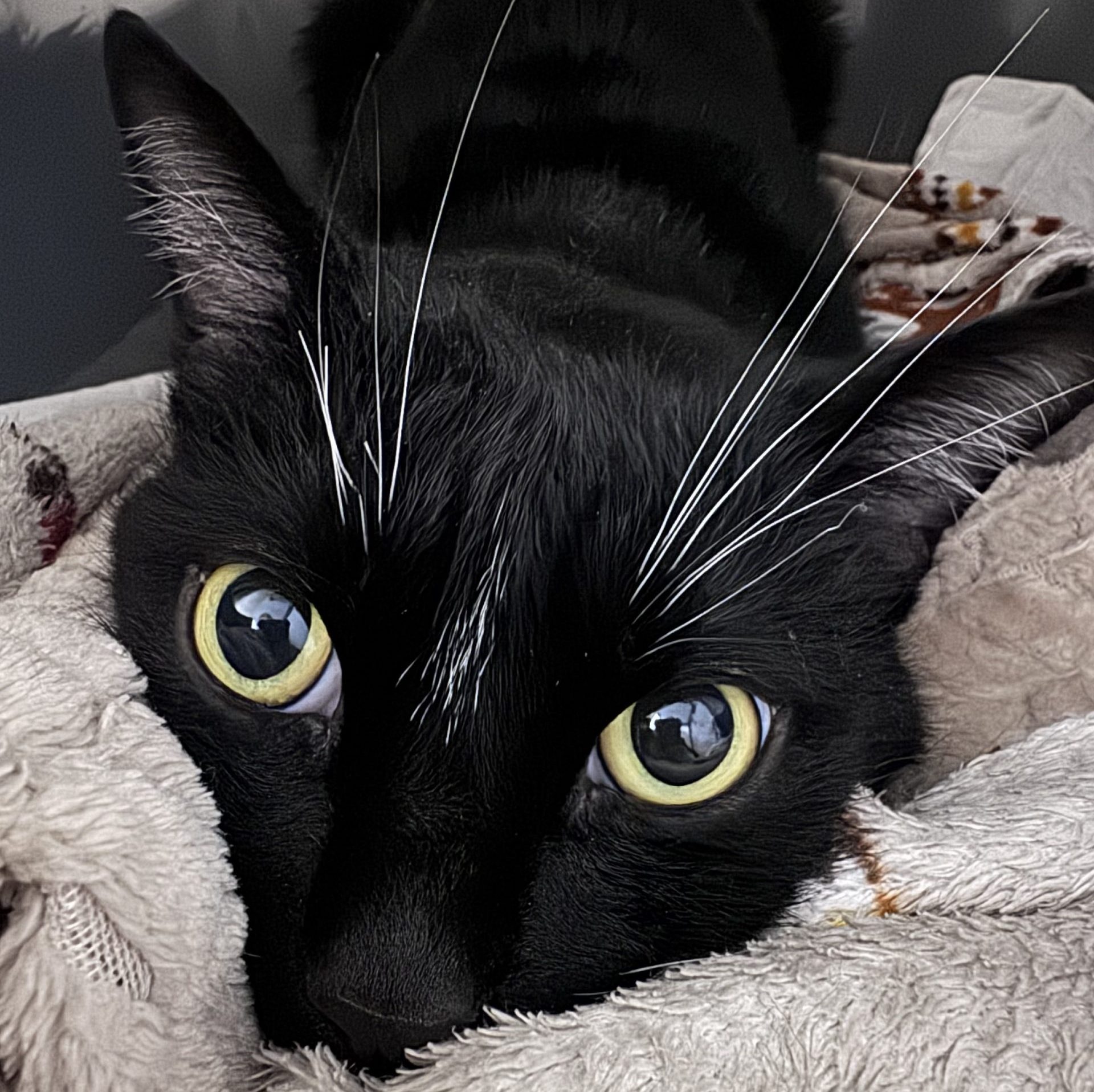 Olly- 5 Year Old Male- RESERVED