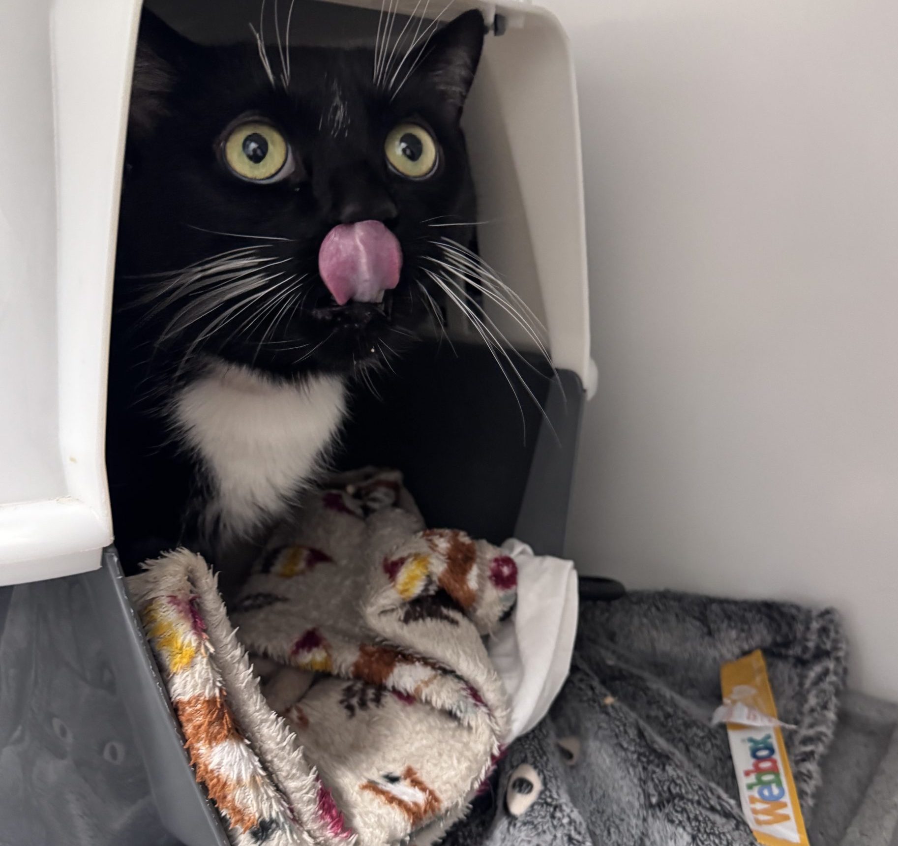 Olly- 5 Year Old Male- RESERVED