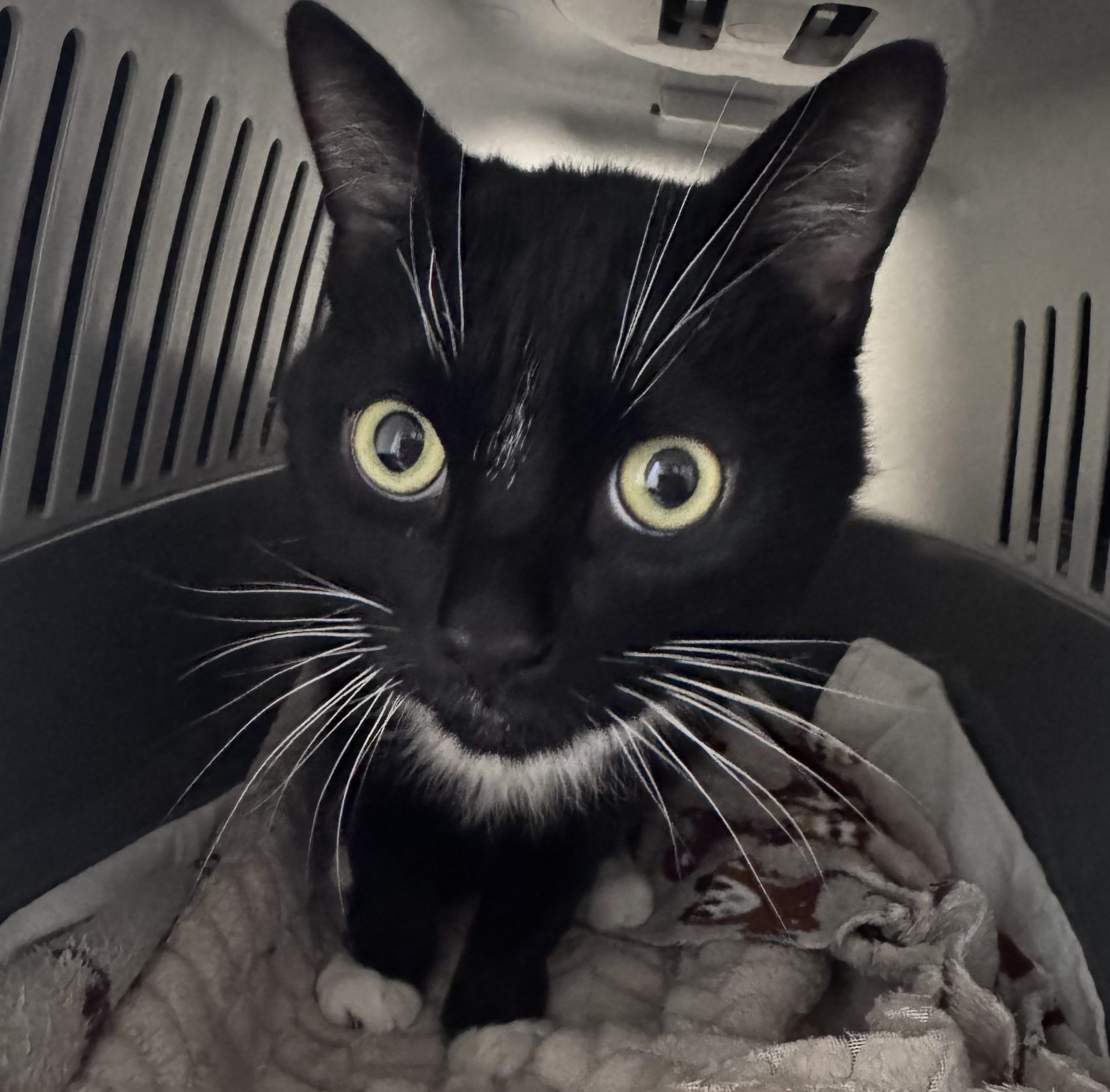 Olly- 5 Year Old Male- RESERVED