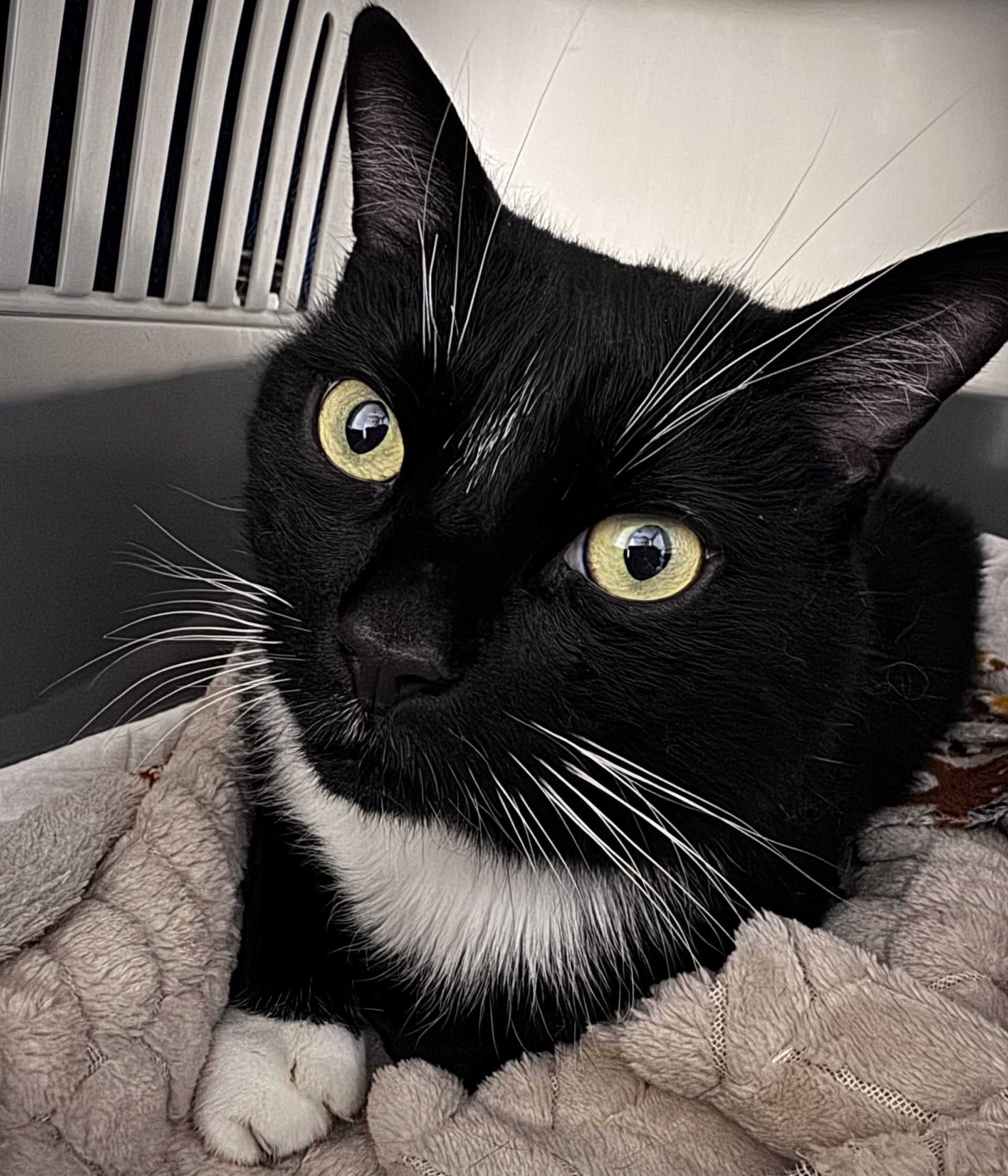 Olly- 5 Year Old Male- RESERVED