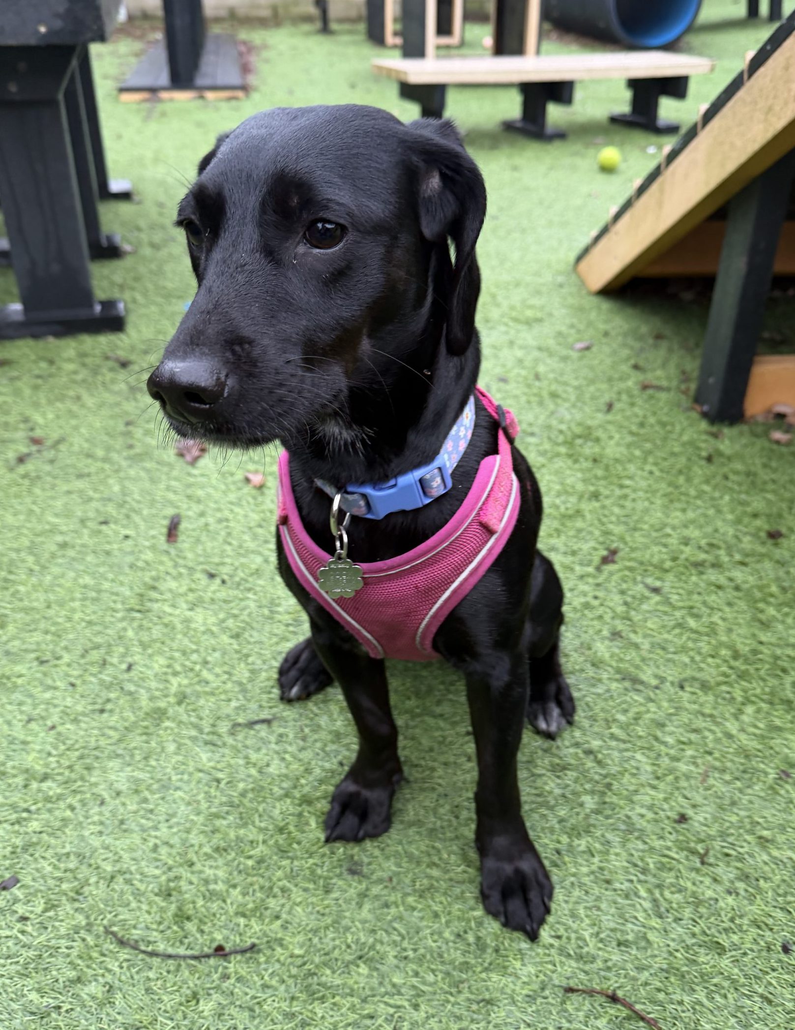 Meeka – 3 year old Female