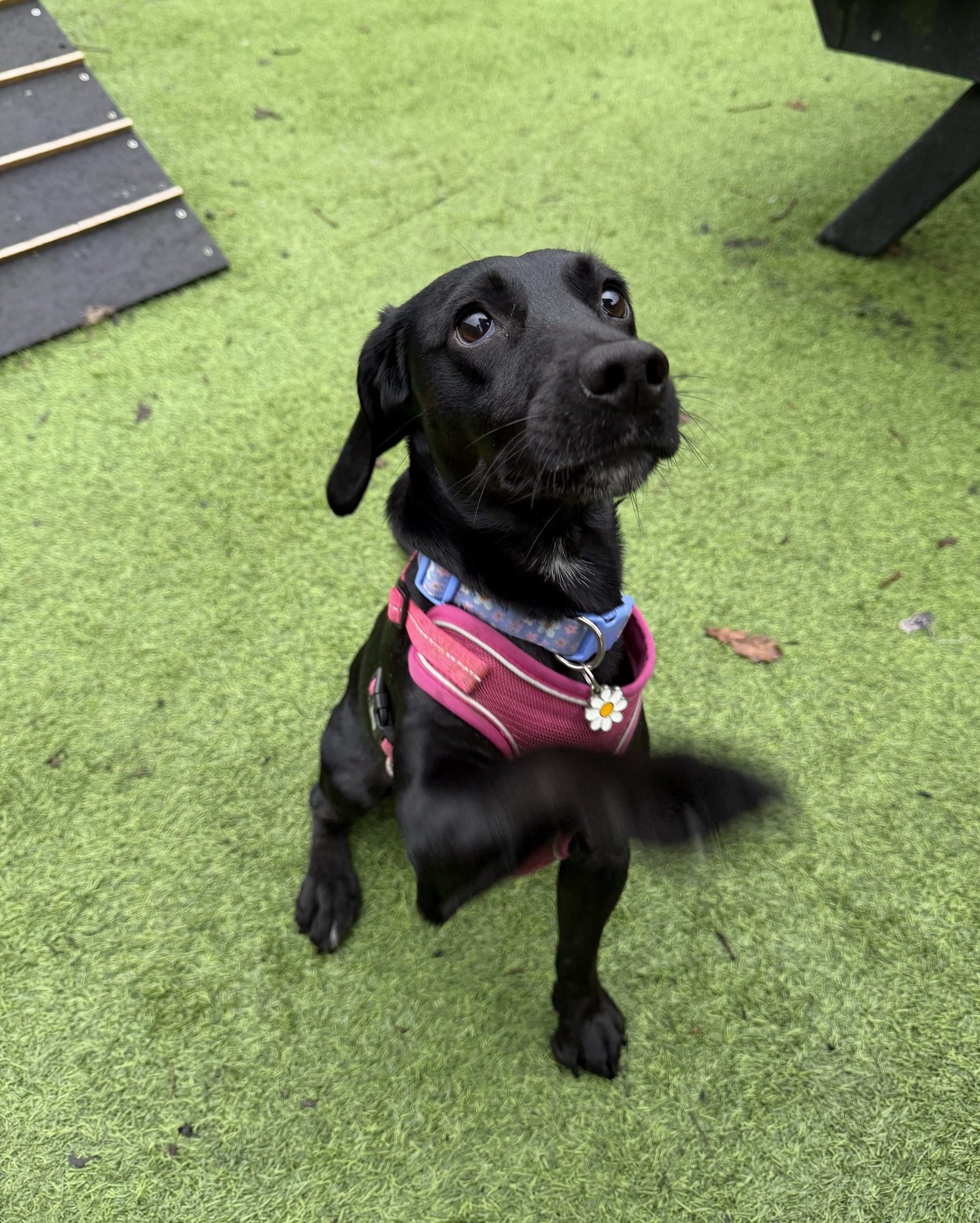 Meeka – 3 year old Female