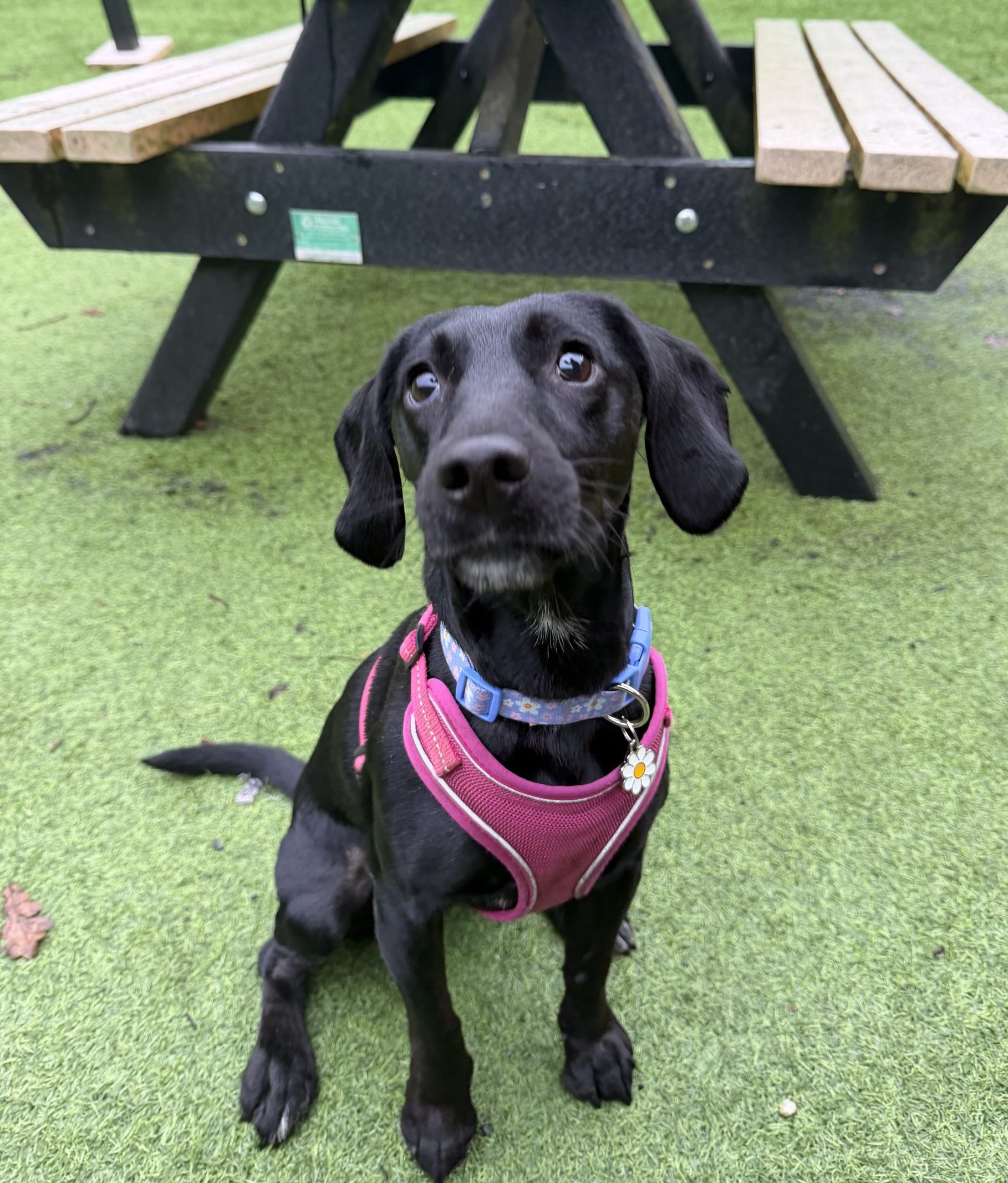 Meeka – 3 year old Female