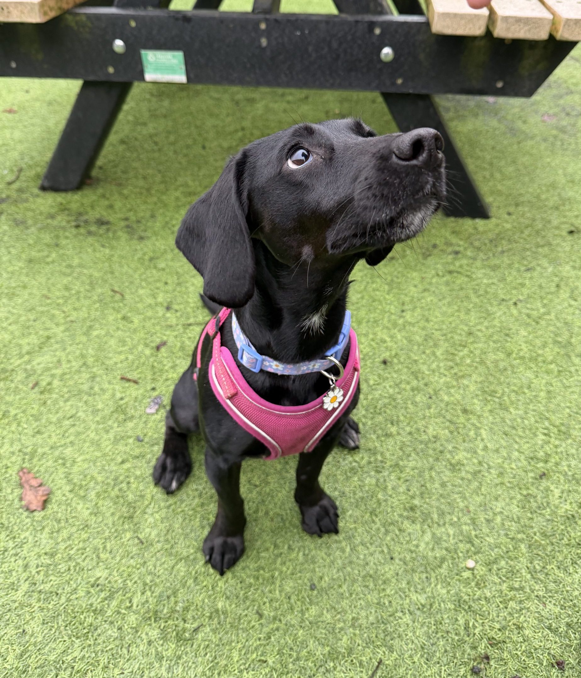 Meeka – 3 year old Female