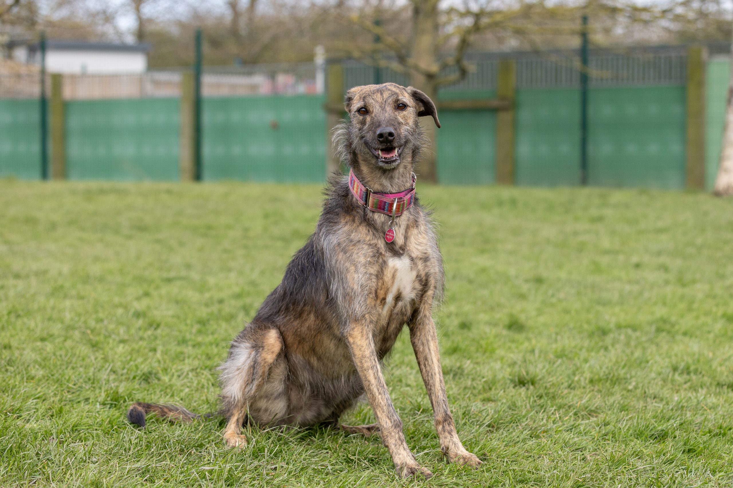 Baileys – 5 year old Female – SPOTLIGHT ANIMAL