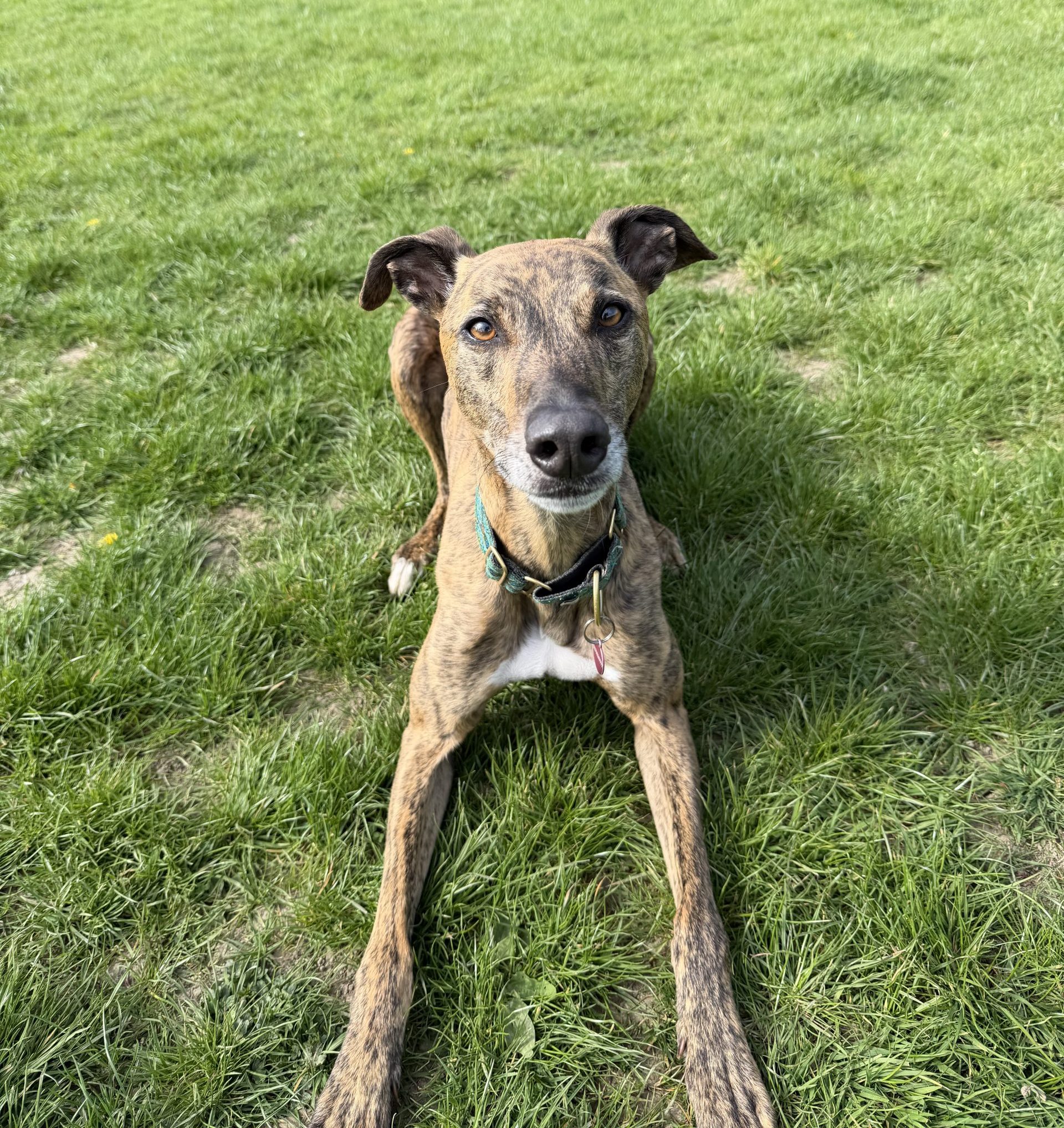 Ziggy – 5 year old Male (RESERVED)