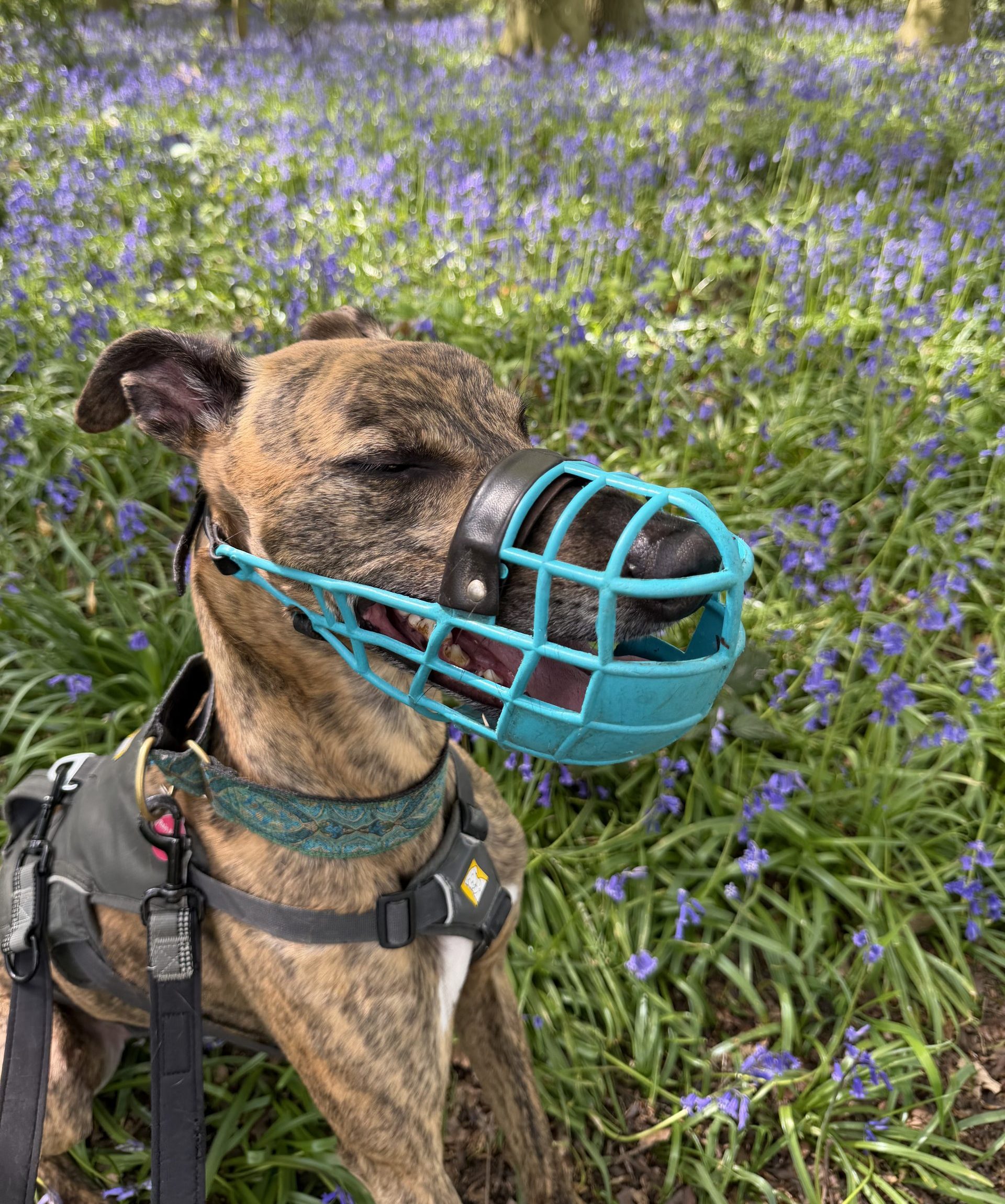 Ziggy – 5 year old Male (RESERVED)