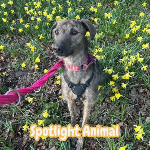 Baileys, a 5 years old female Crossbreed available for adoption from Rain Rescue in South Yorkshire