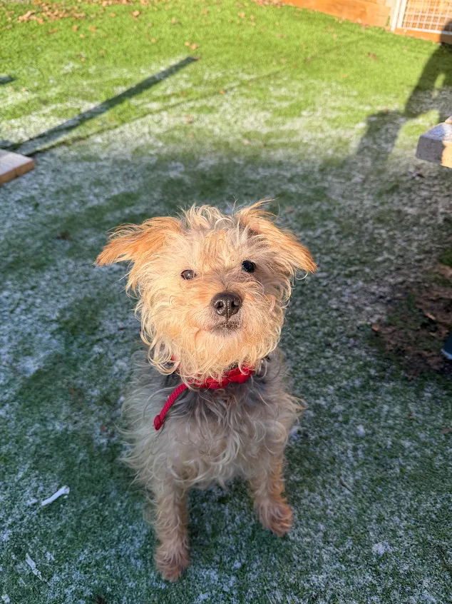 Sparky – 9 year old Male – MEETING BOOKED