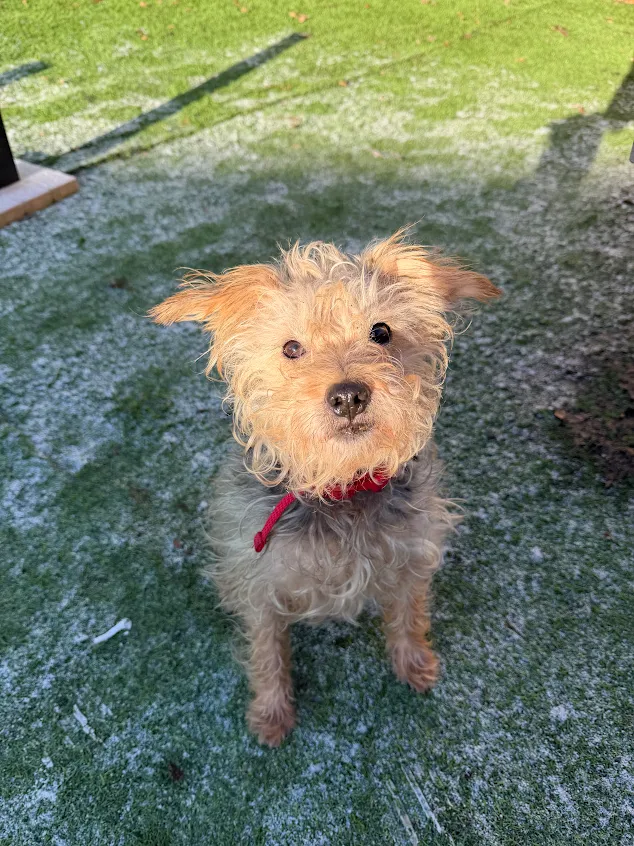 Sparky – 9 year old Male – MEETING BOOKED